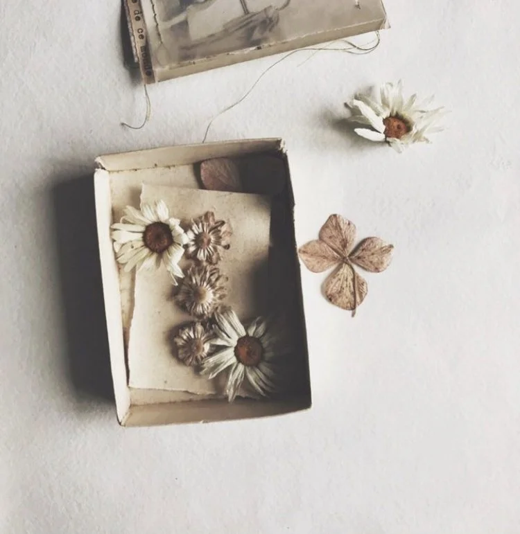 cueillette d'été / marguerites séchées sur tige en plein champ