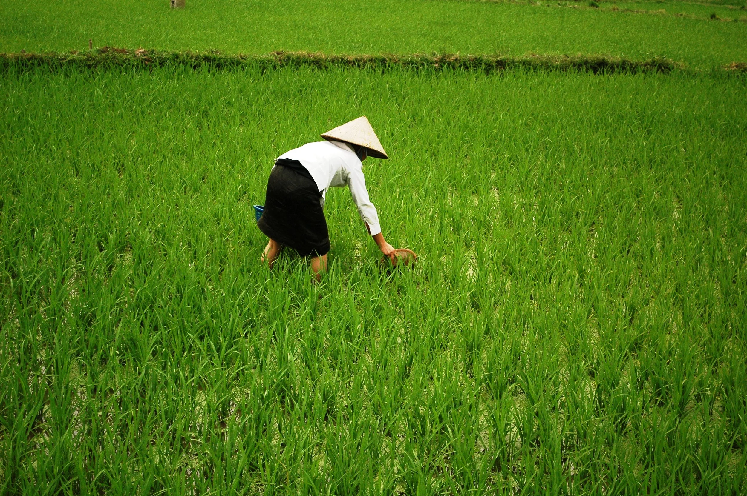 champ de riz à Mai Chau.JPG
