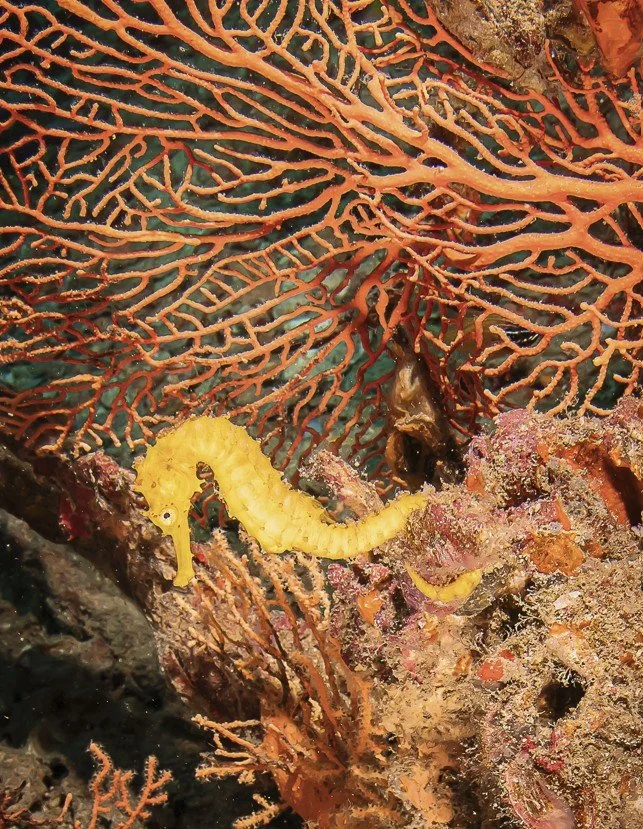 Capture d’écran 2025-06-20 135111.jpg