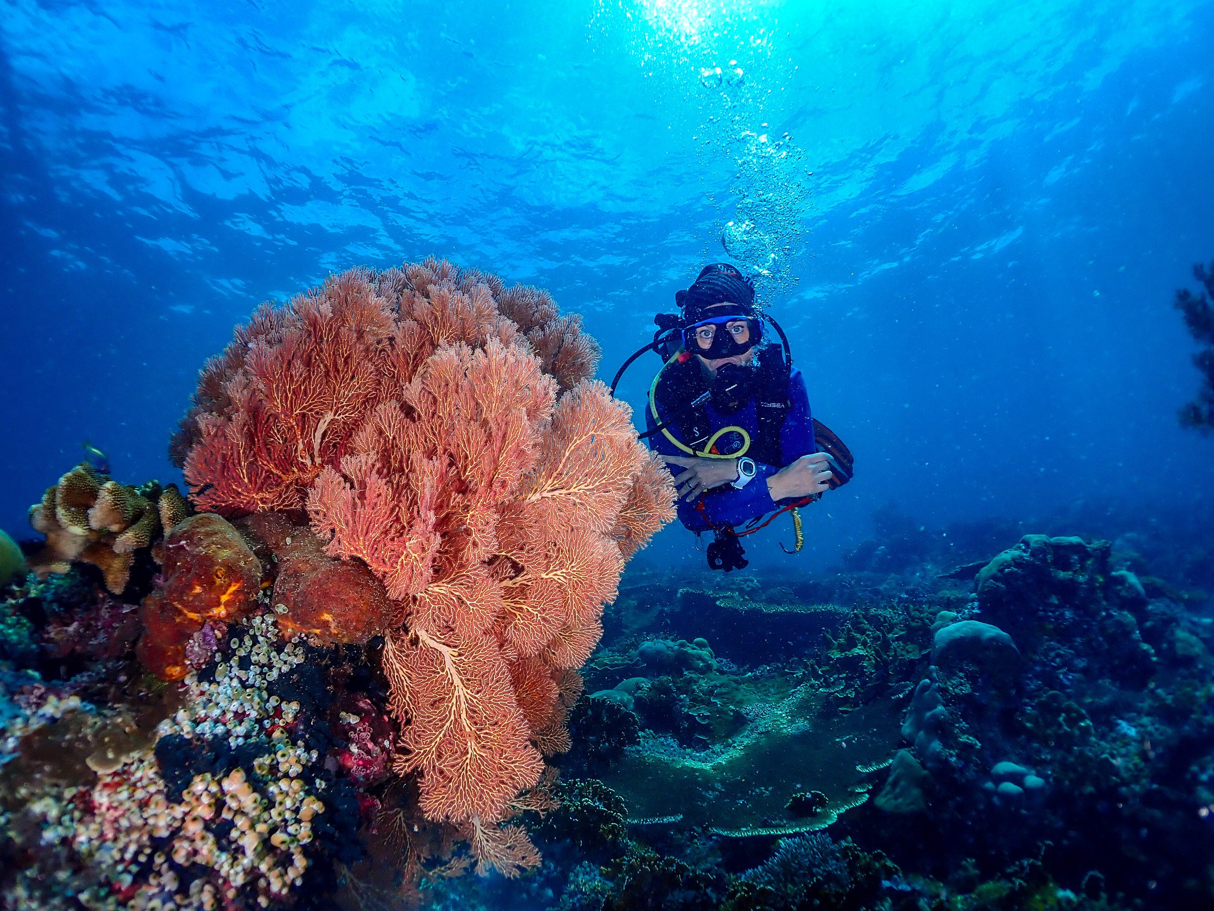 Raja Ampat underwater dive 06.jpg