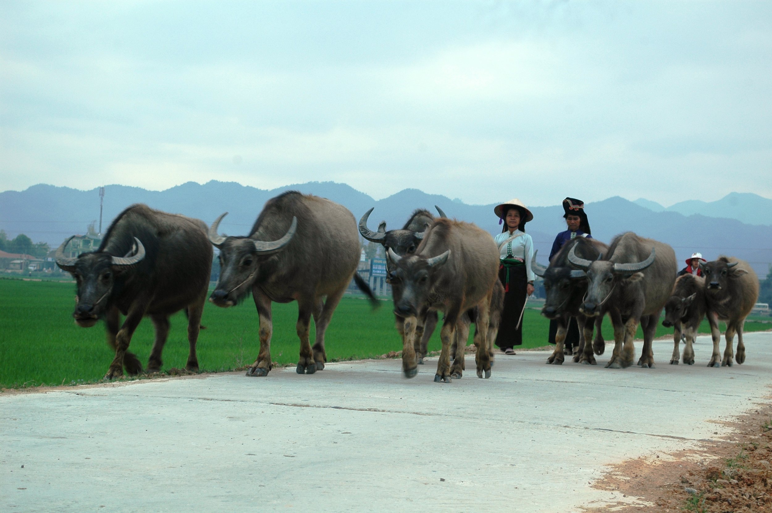 Thai noir à Dien Bien Phu 1.JPG
