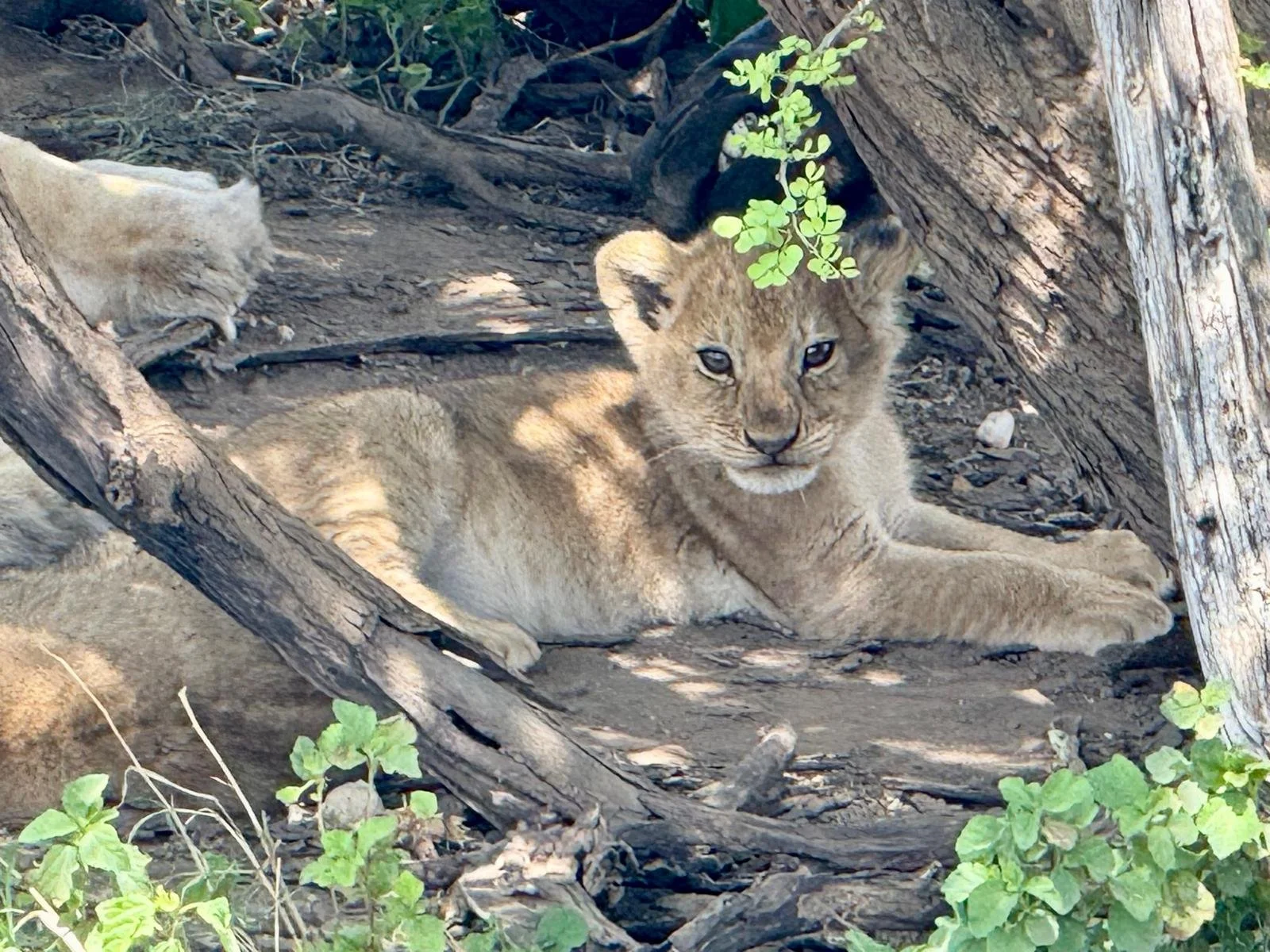 WhatsApp Image 2025-10-27 at 22.46.13 (6).jpeg