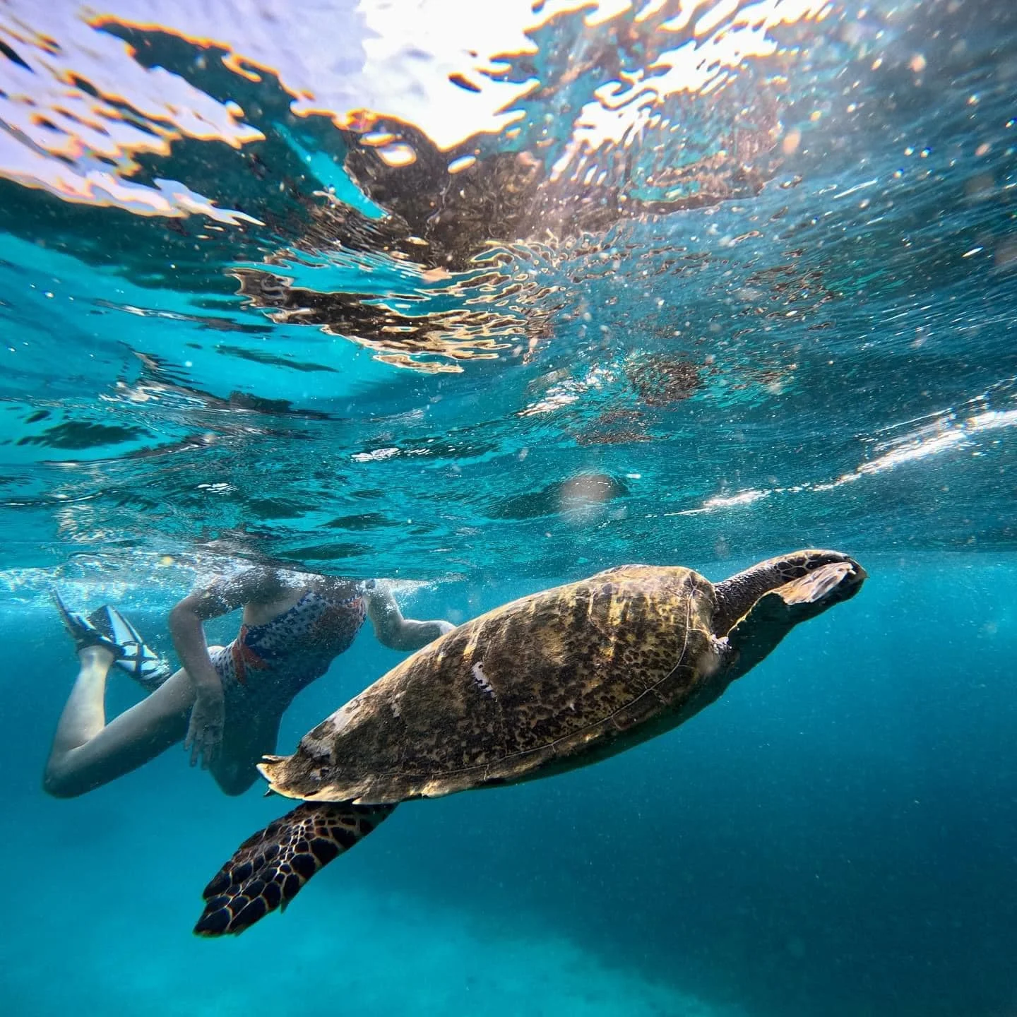 Une tortue nageant dans l'eau claire avec une personne nageant derrière, en maillot de bain, sous la surface de l'eau.