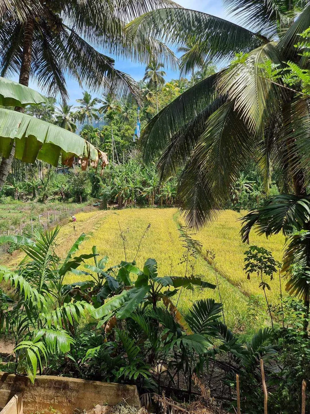 421727898_2144828935894706_7981832641848615444_n (1).jpg