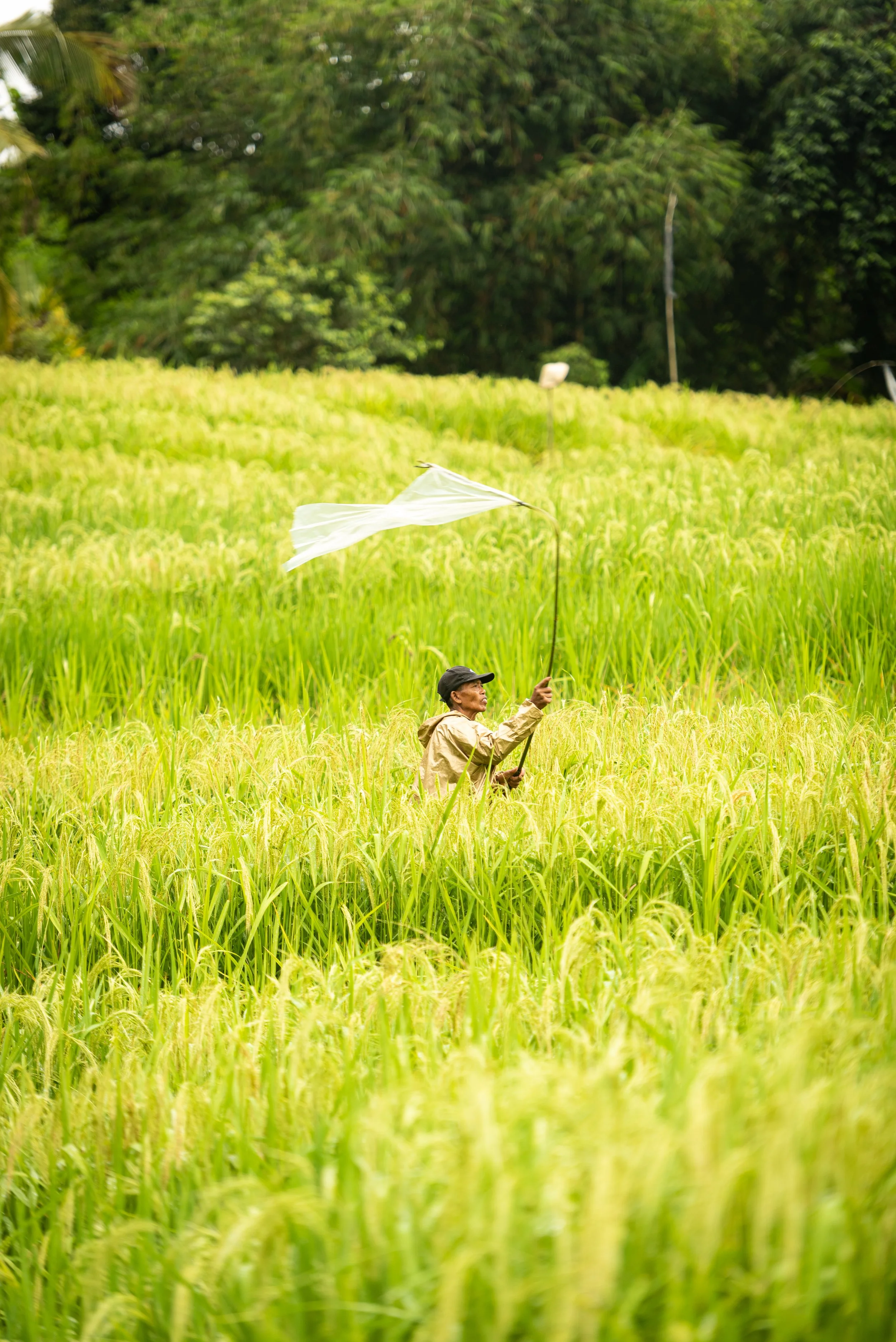 Ricefields Jatiluwih 10.jpg