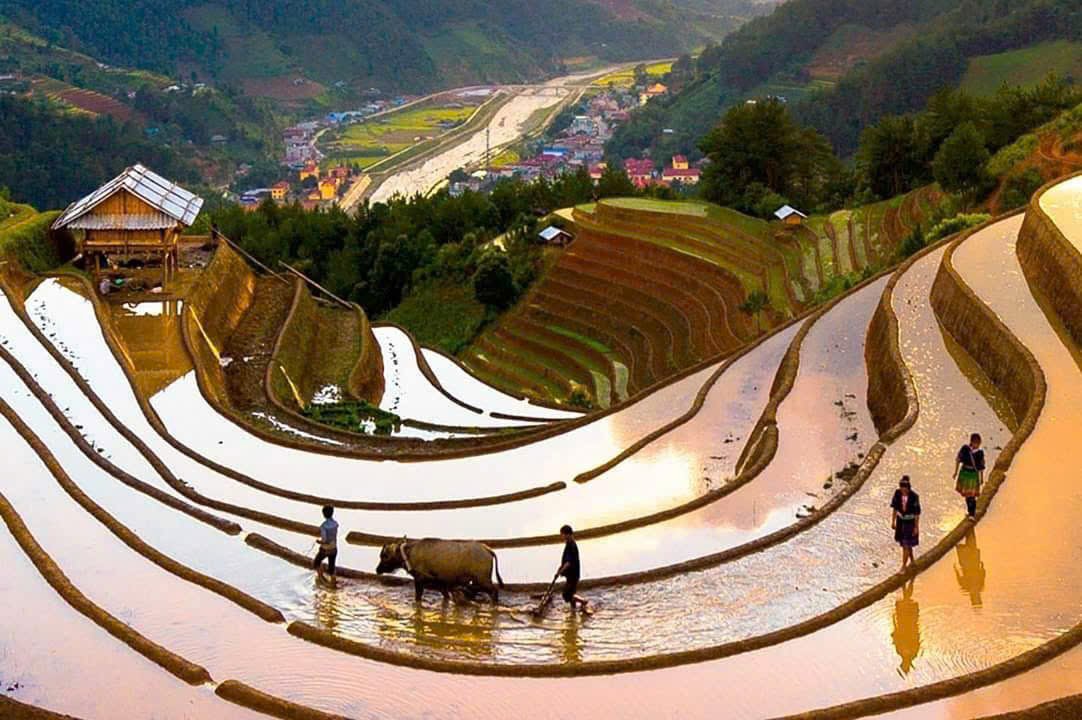 Rizieres au Nord en Mai.jpg