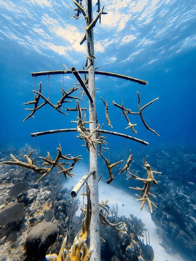 Une installation en mer découverte lors d'une plongée pour regéner de jeunes coraux.