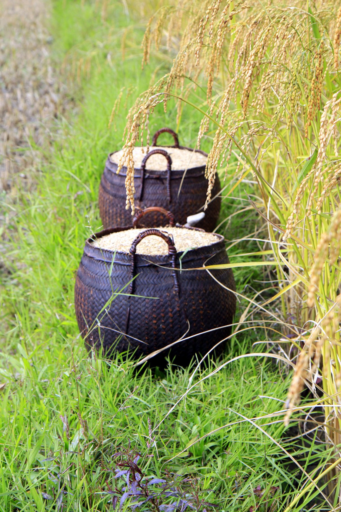 rizieres en Septembre.jpg