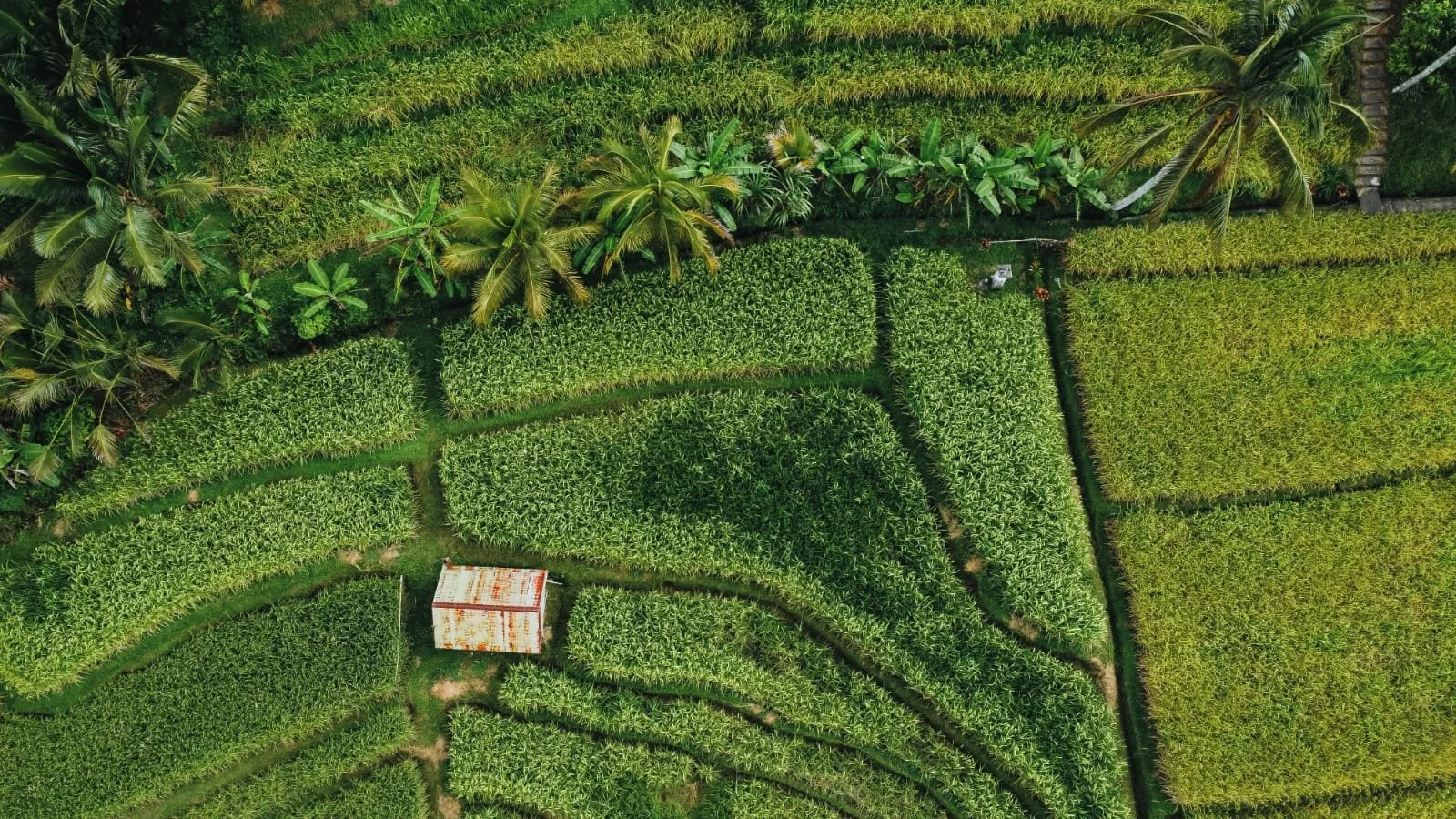 jatiluwih landscape 02 (1).jpg