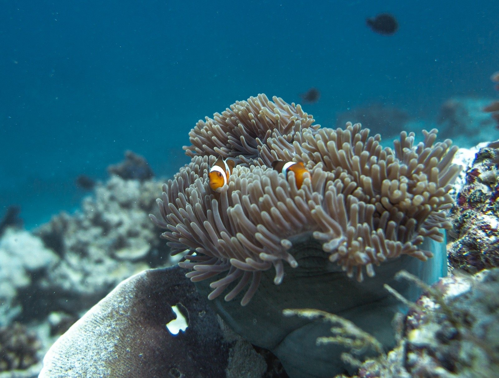 Gili Air diving snorkeling underwater 16.jpg
