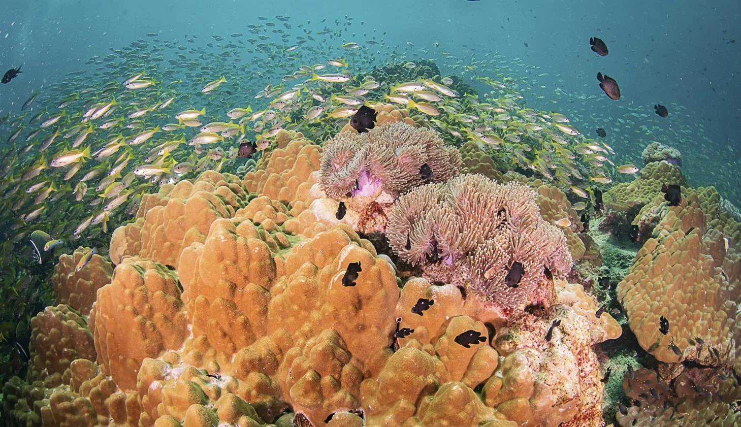 Capture d’écran 2025-06-20 135254.jpg