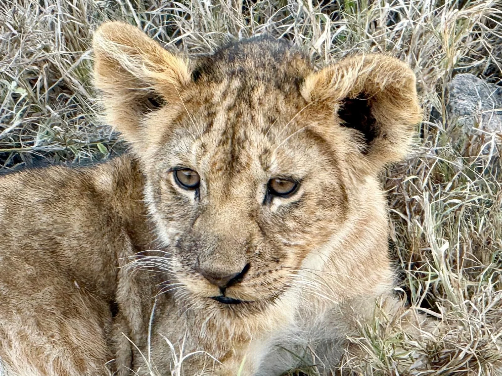 Jeune lionceau pris en photo para nos voyageurs lors d'une excursion safari en Tanzanie.
