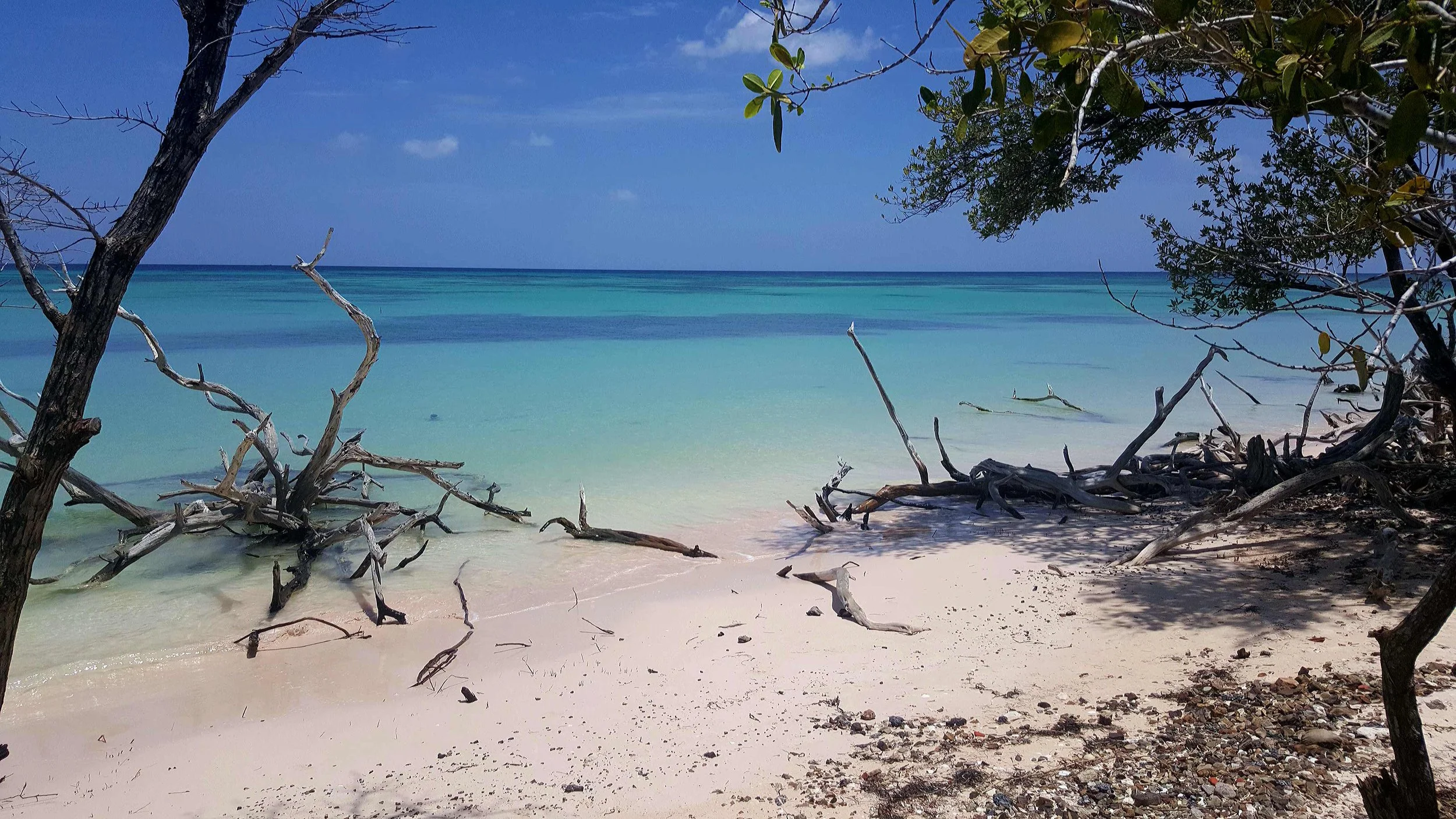 Plage de sable blanc à Cuba avec des branches d'arbres morts et des feuilles vertes, mer turquoise et ciel bleu avec quelques nuages.