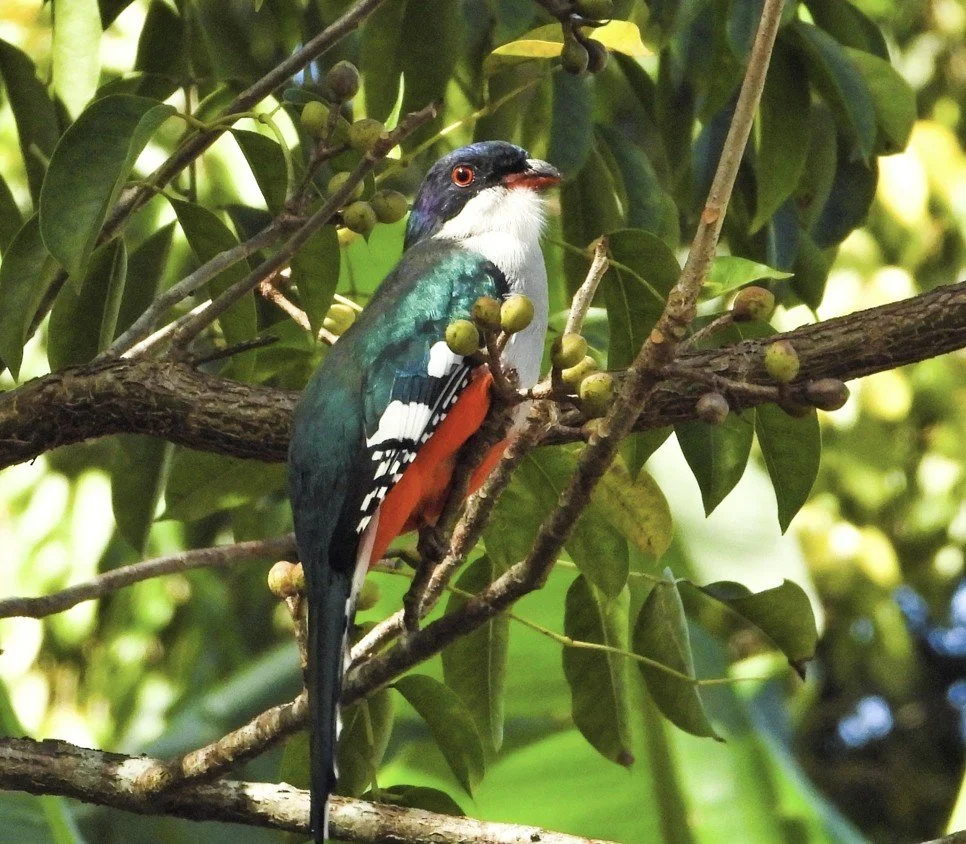 Capture d’écran 2025-06-18 004711.jpg