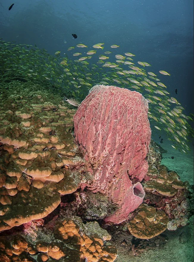 Capture d’écran 2025-06-20 135349.jpg