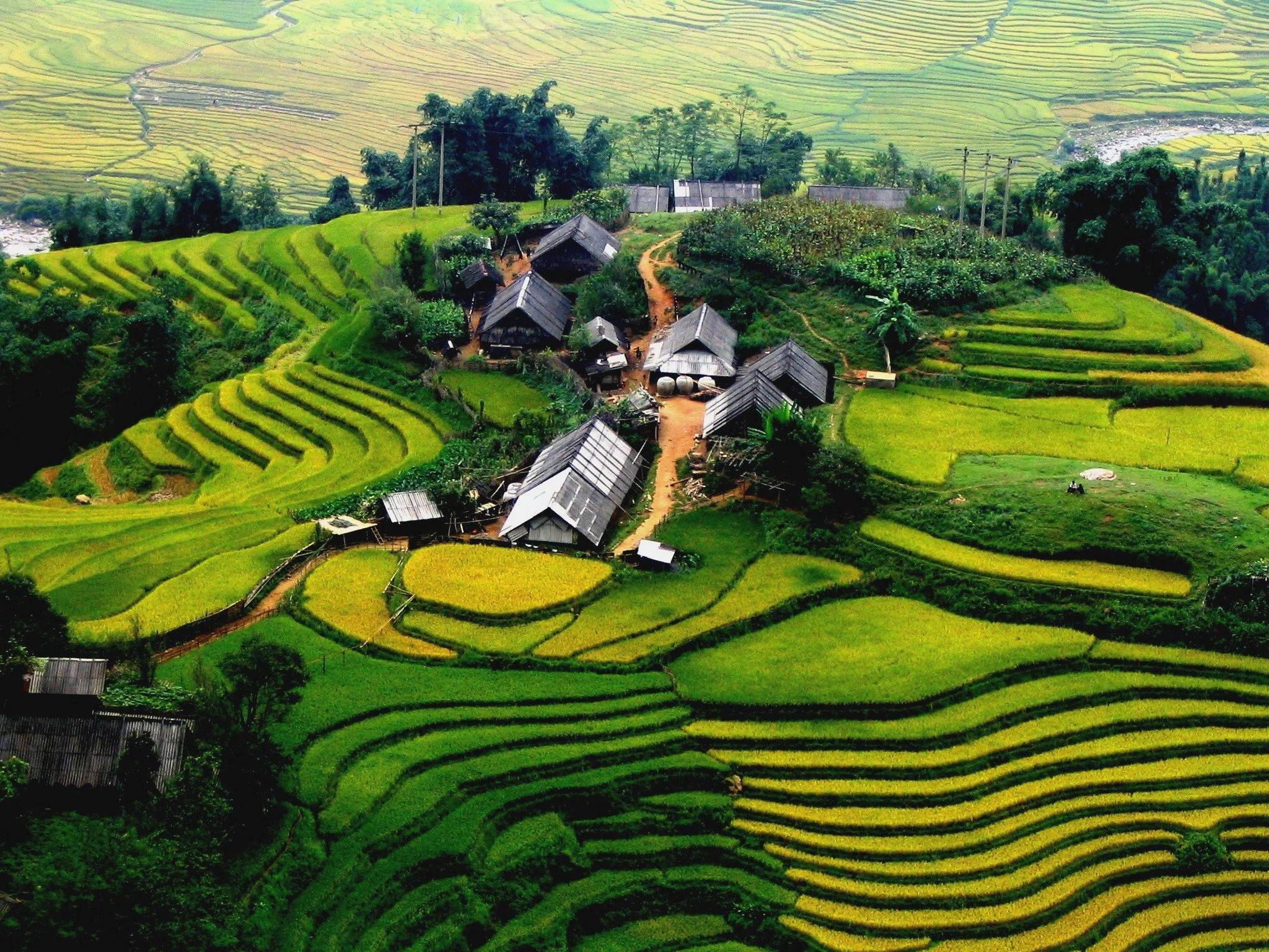 Sapa-Rice-field.jpg