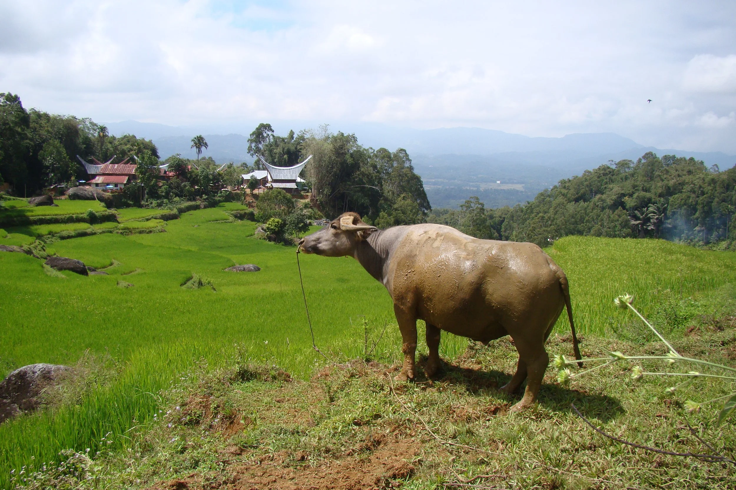 Rantepao Toraja Sulawesi 06.jpg