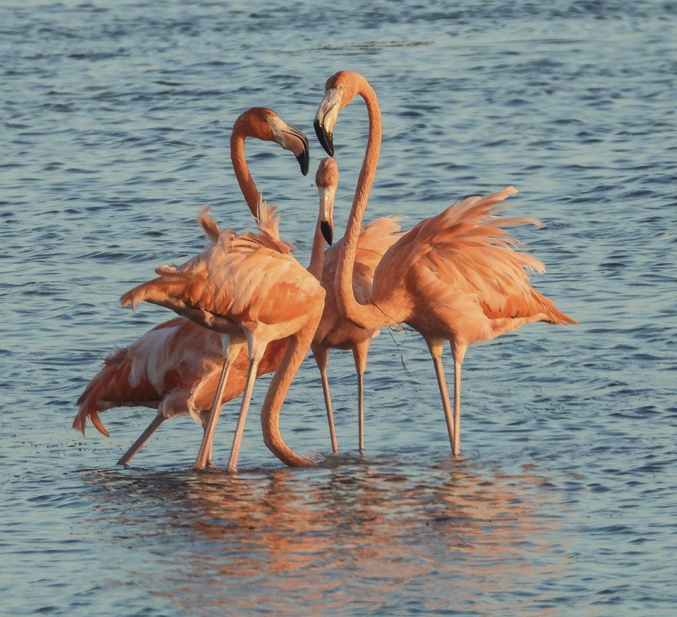 Capture d’écran 2025-06-18 004604.jpg