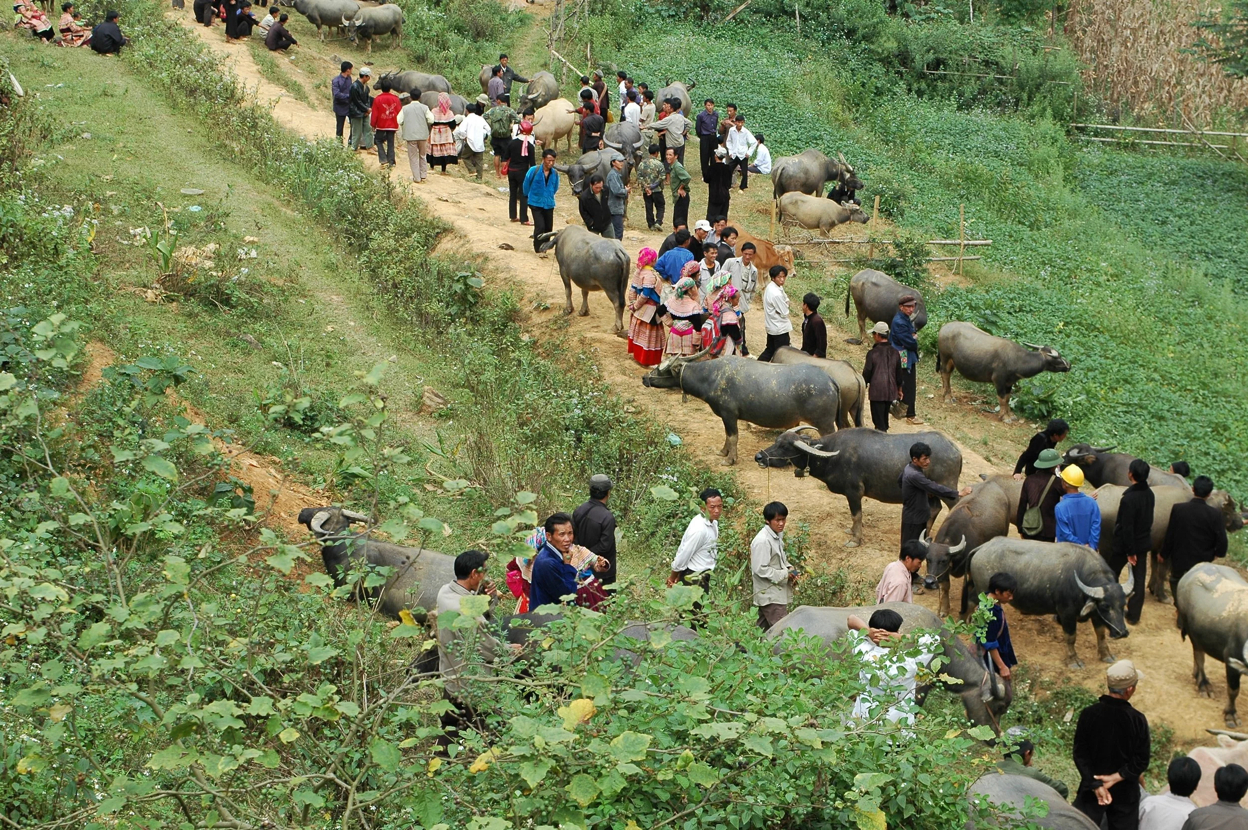 Marché de buffle à Ba Ha.JPG