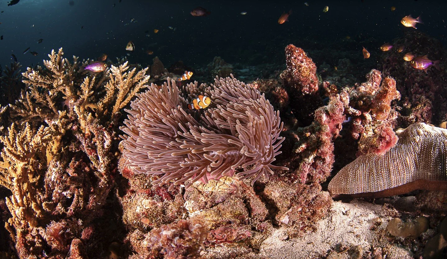 Capture d’écran 2025-06-20 135138.jpg