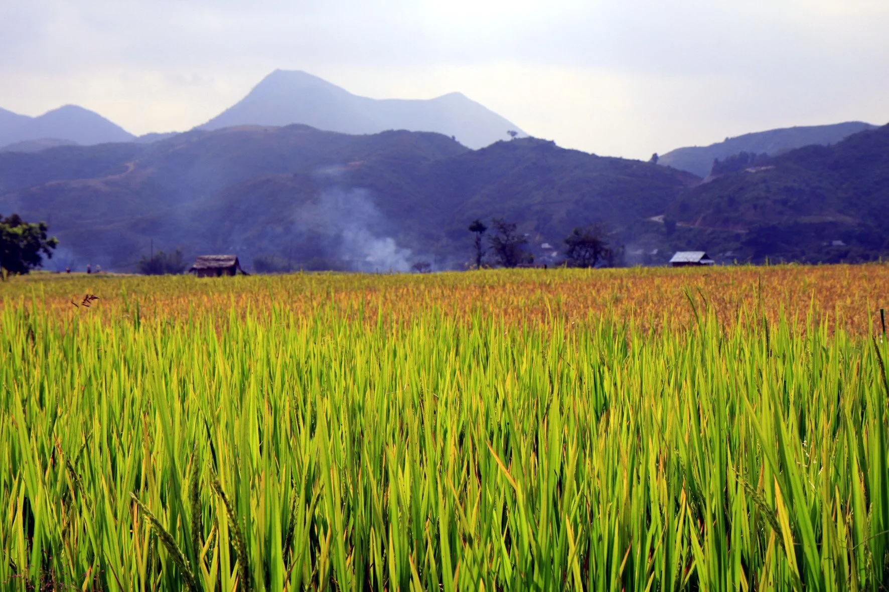 Than Uyen plateau du Nord.jpg