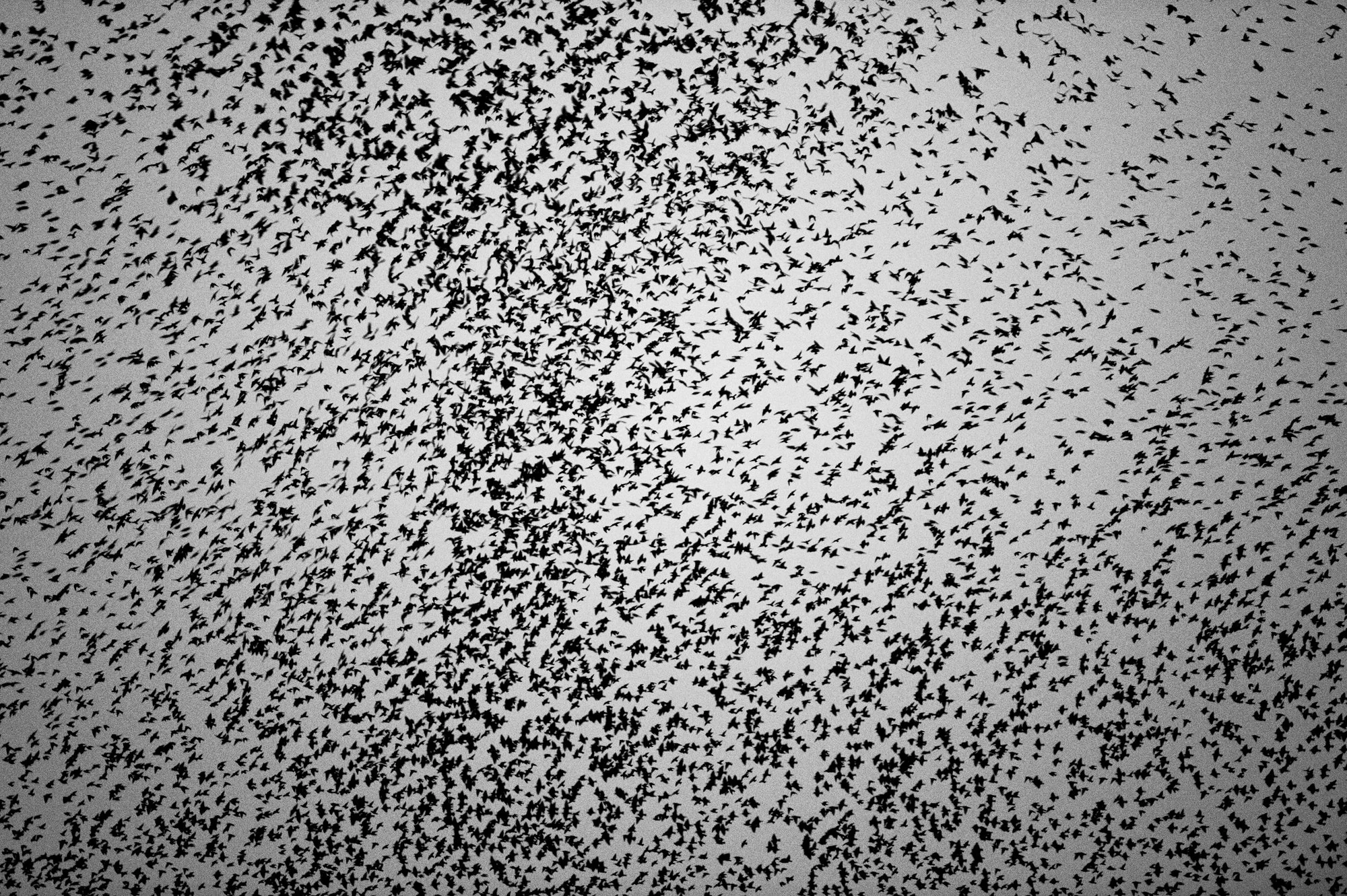 Birds_Madness_Béziers_AdobeRGB_2993_B&W.jpg