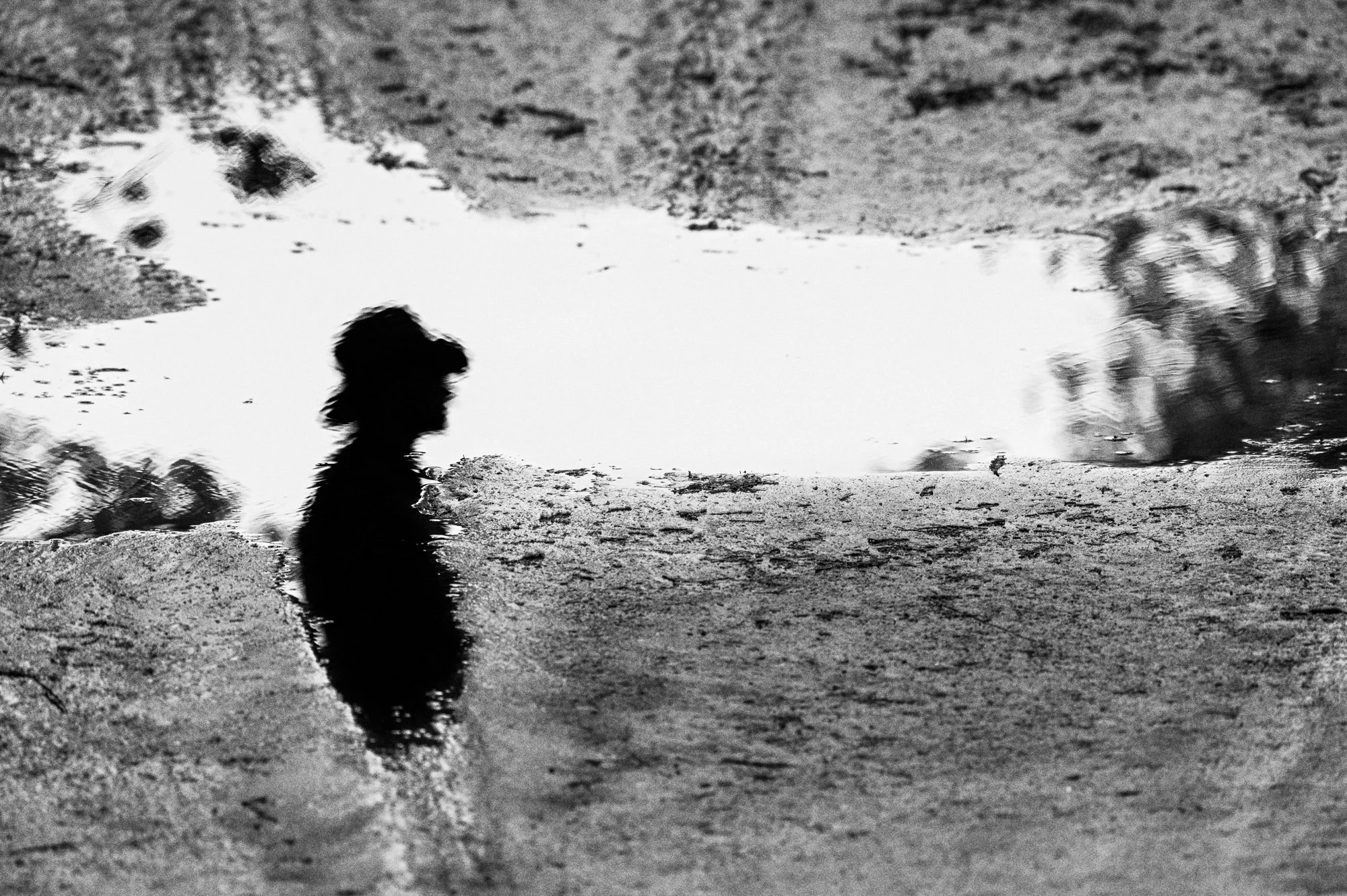 Bjorn_Reflexion_Heide_AdobeRGB_3084_B&W_NEW.jpg