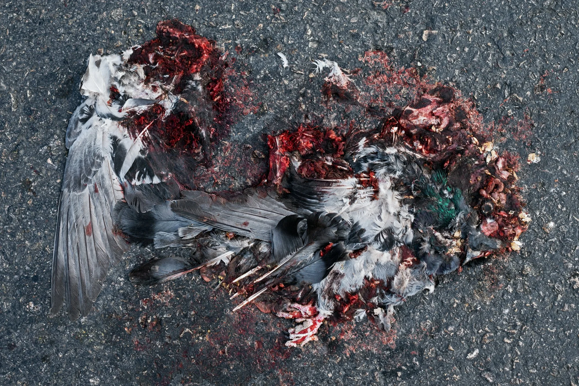 Flat_Pigeon_Tel_Aviv_AdobeRGB_8344.jpg