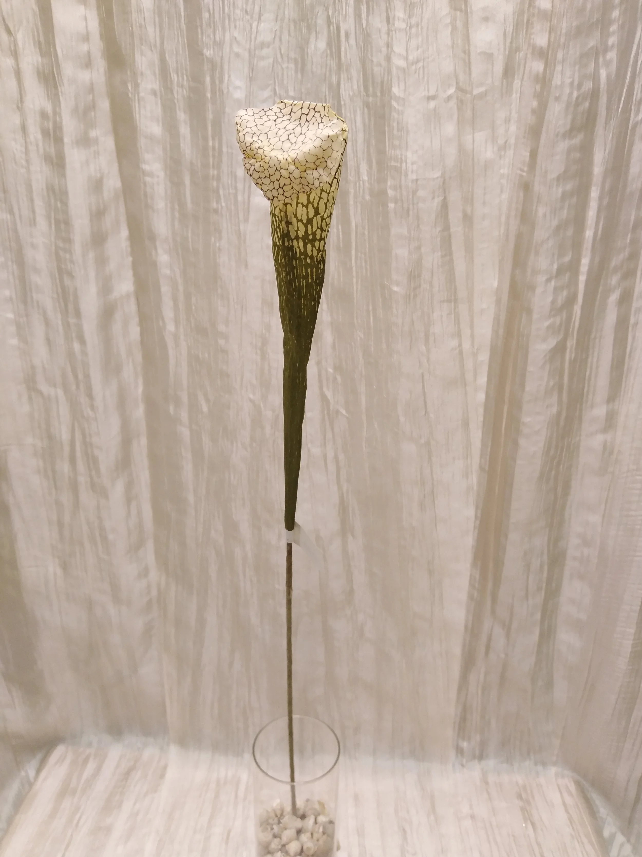 IMG_20230516_120124.jpg