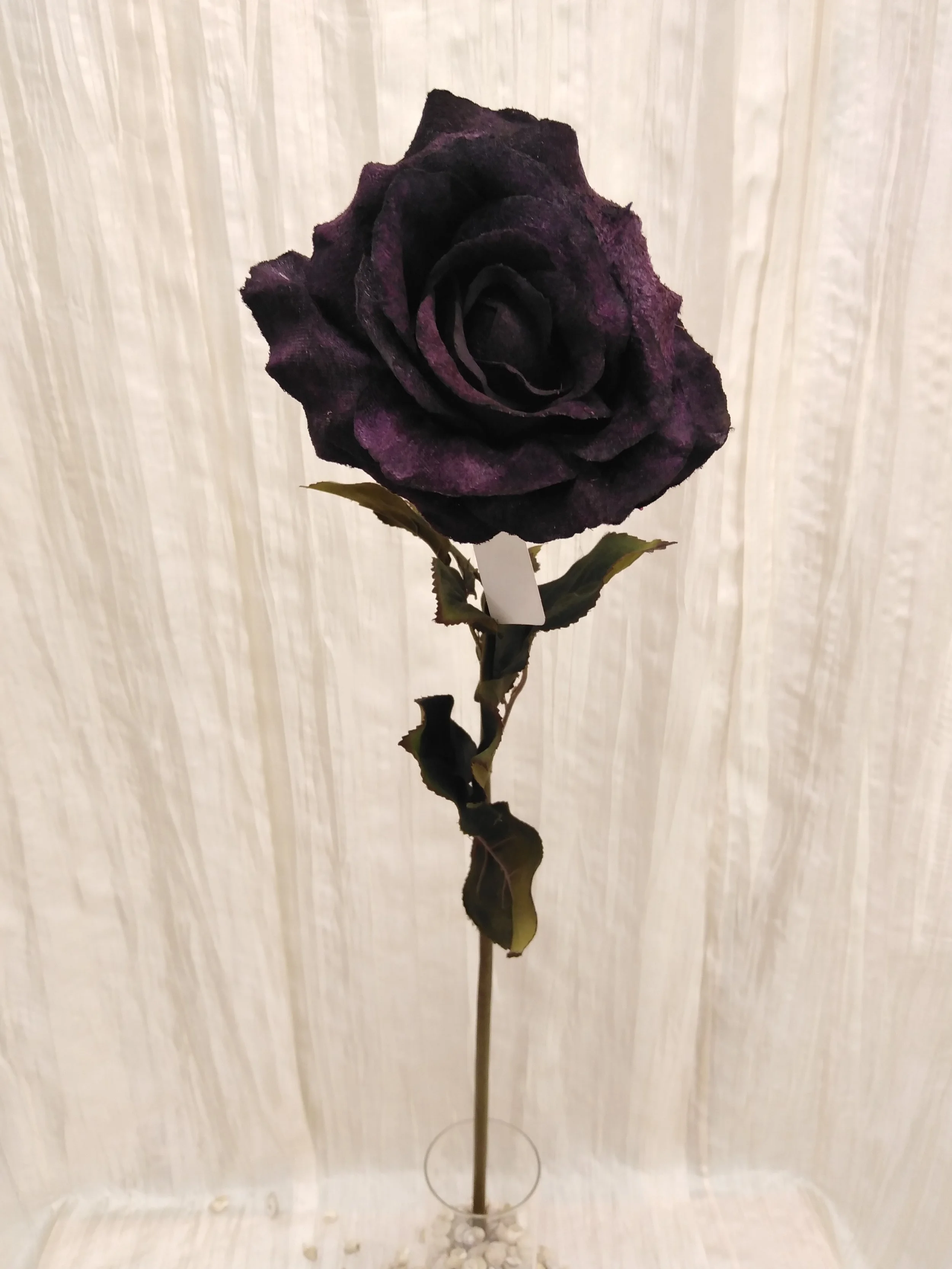 IMG_20230424_110636.jpg