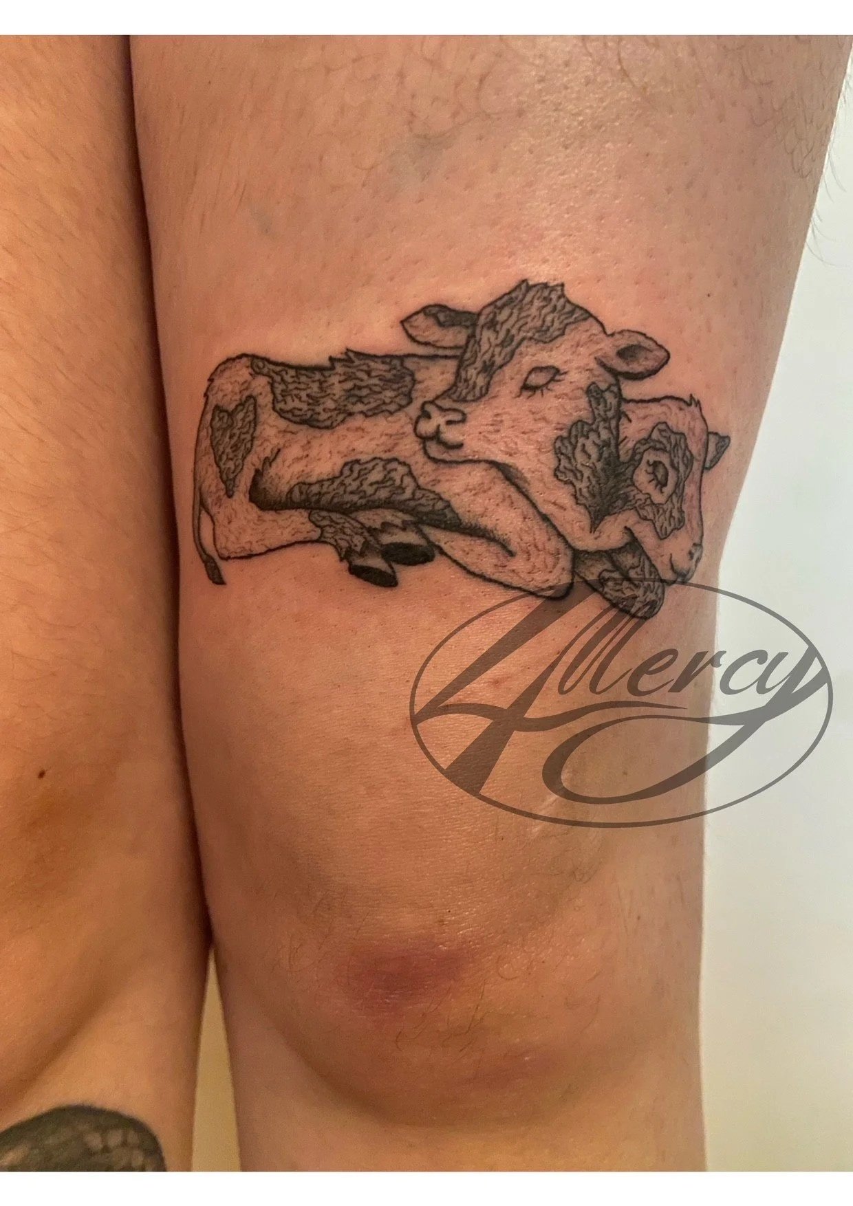 Emma%27s+cow.jpg
