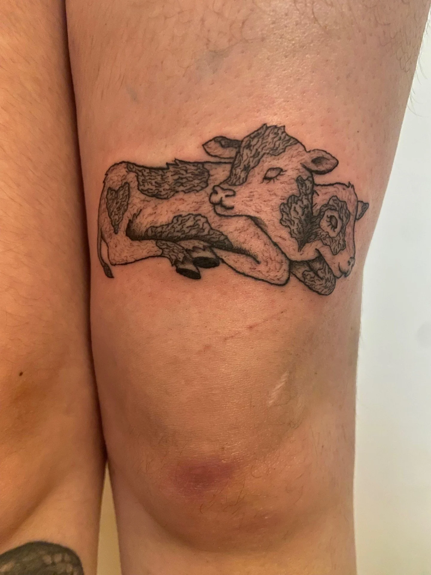 Emma's cow.jpg