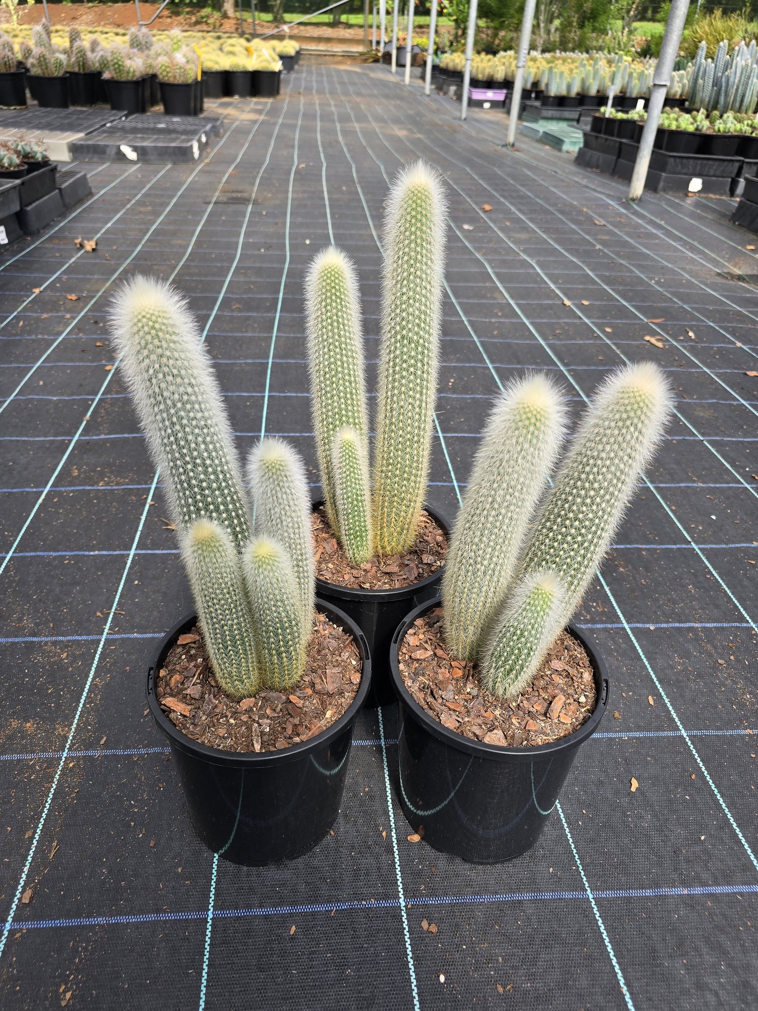 Silver Torch  Freak Of Nature Plants
