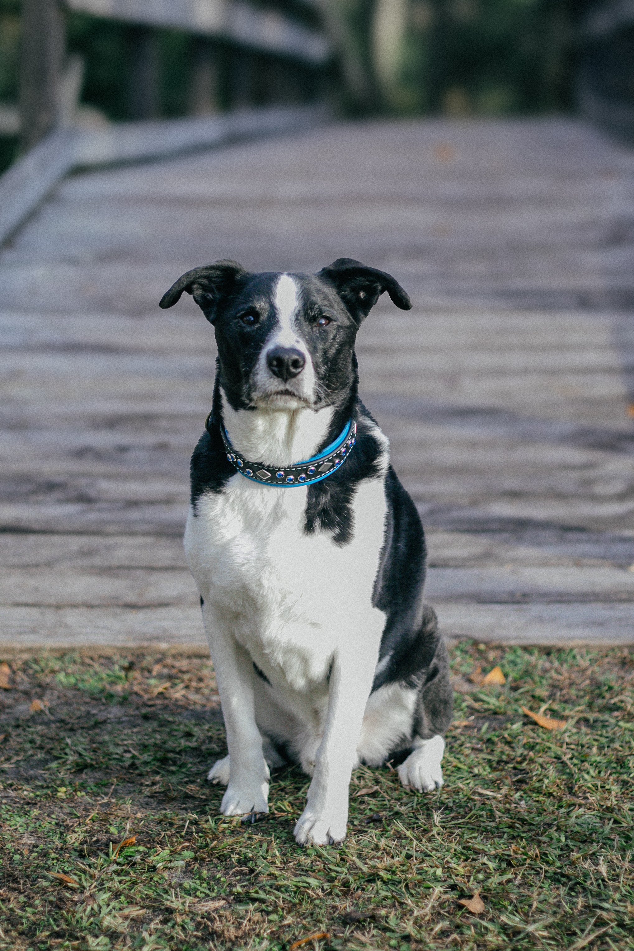 We don’t deserve dogs