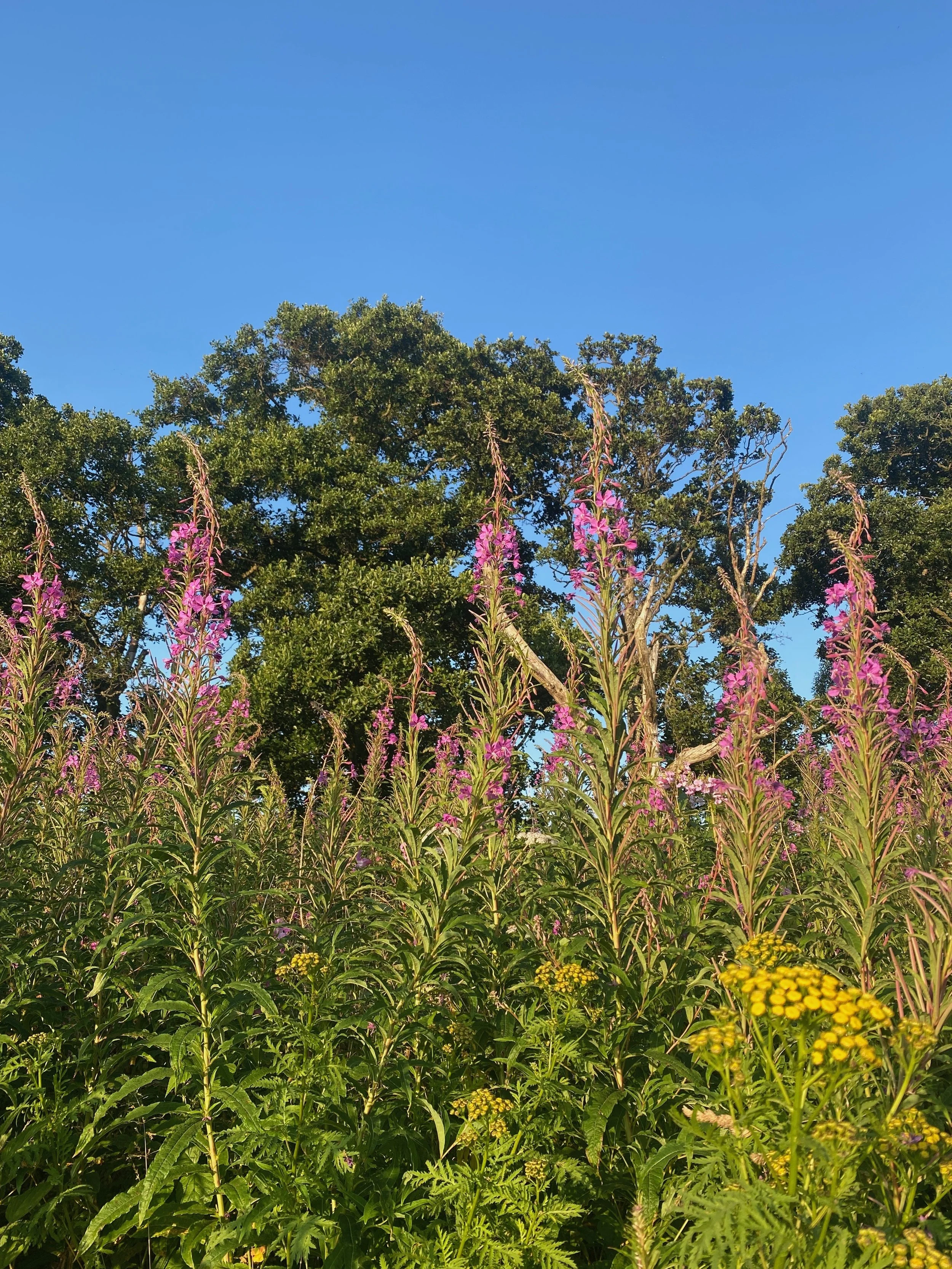 A vibrant outdoor scene with tall purple flowers in the foreground, a backdrop of green trees, and a clear blue sky overhead.