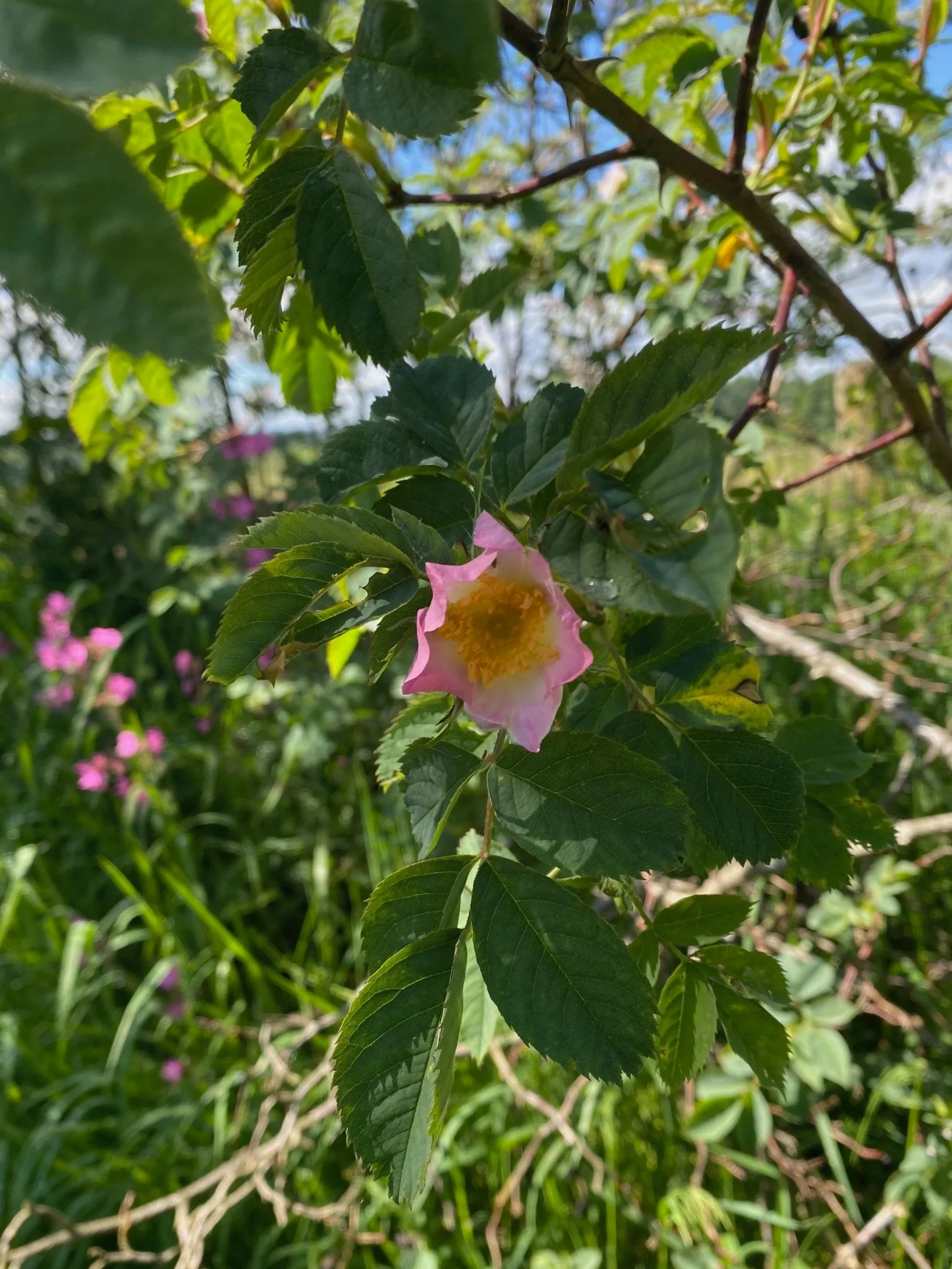 Close-up of green leaves and a pink flower with a yellow center on a sunny day in a garden or natural setting.