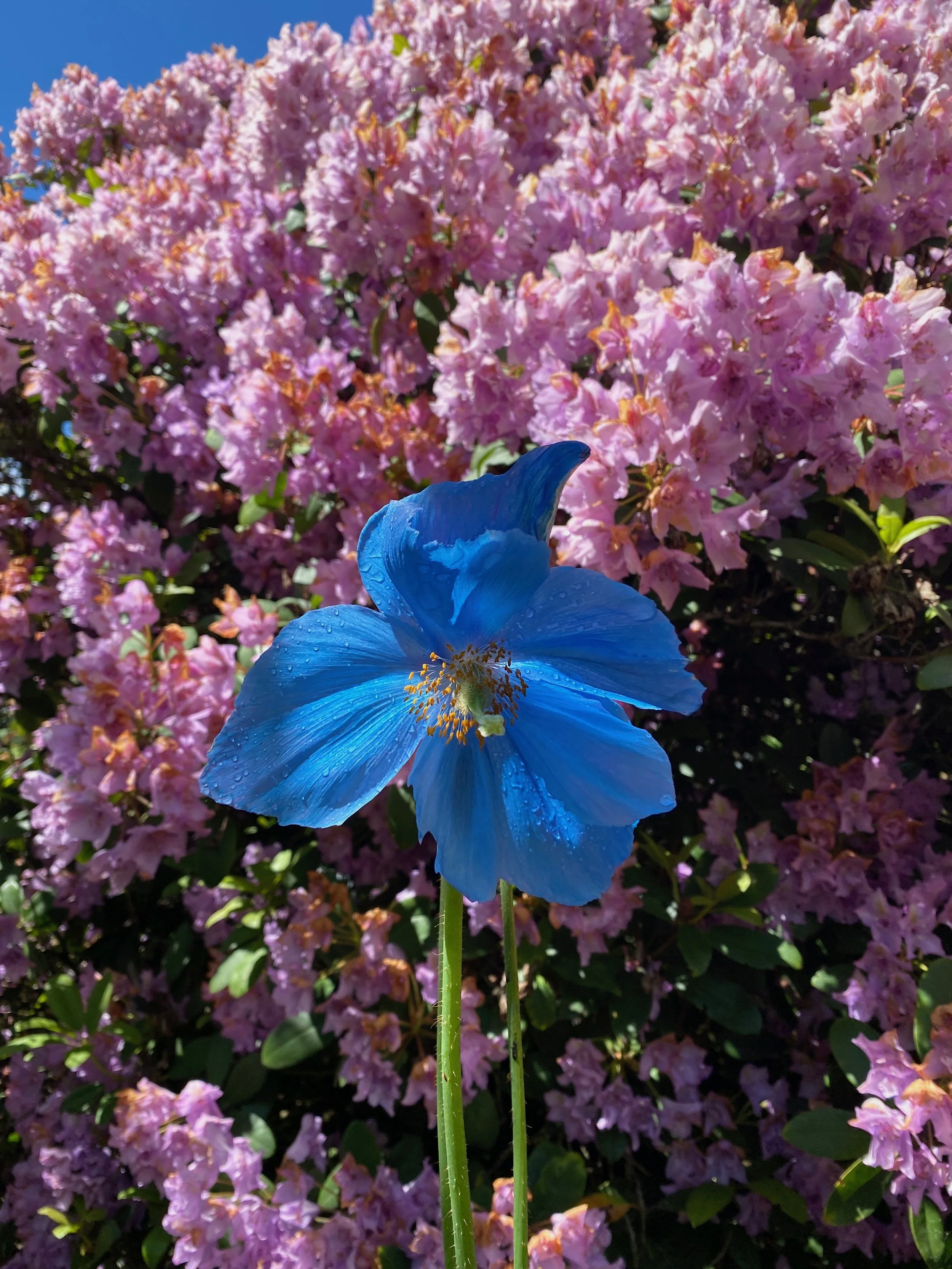 A large blue flower with water droplets on its petals in front of a bush of pink flowers and a clear blue sky.