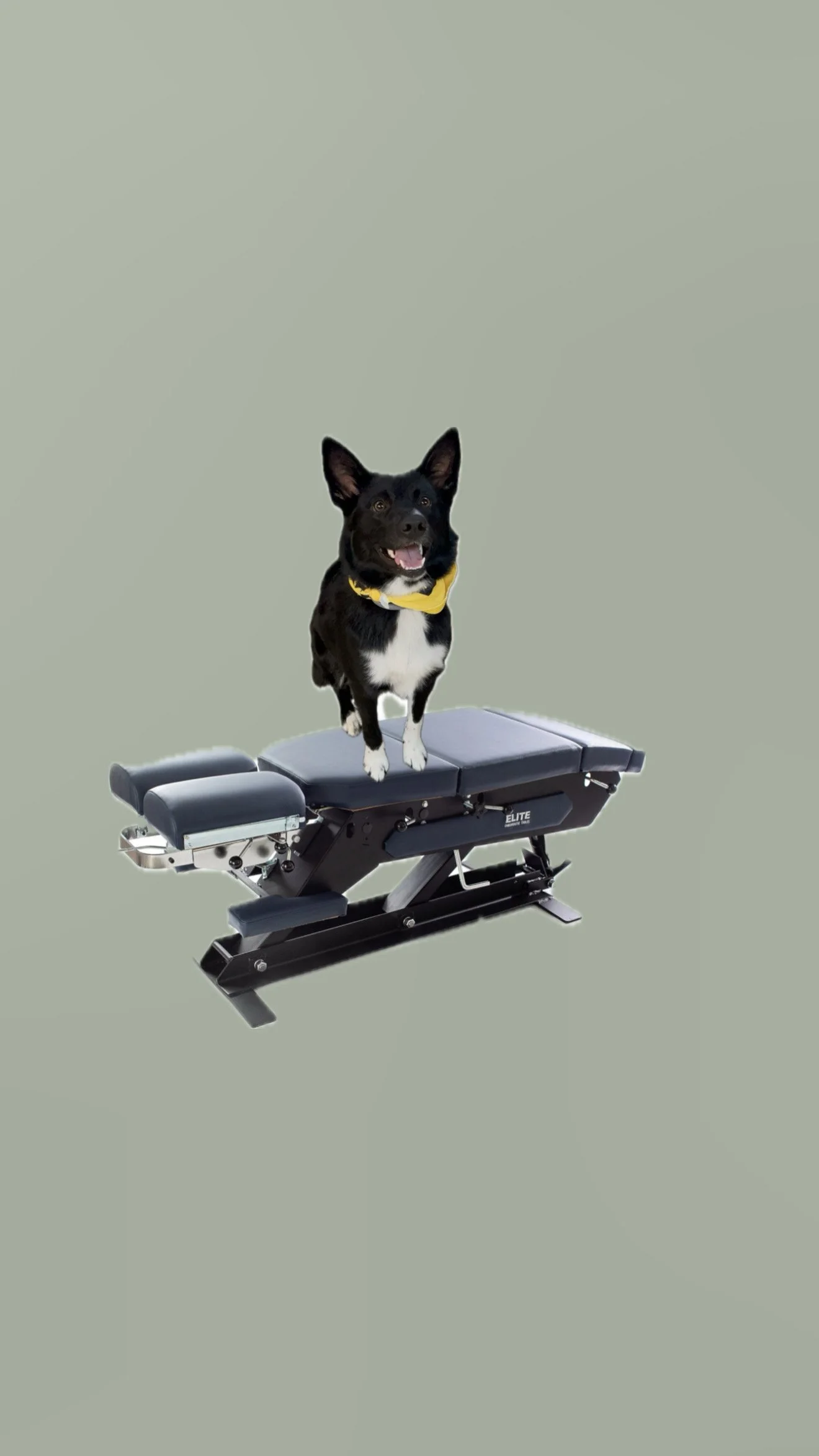 Friendly dog