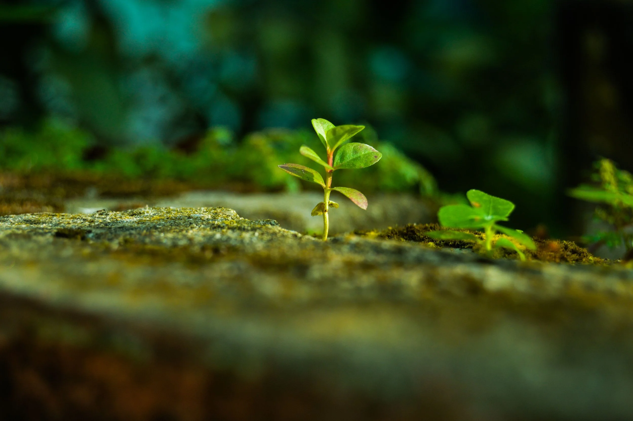 Trauma therapy counselling in Taunton Somerset