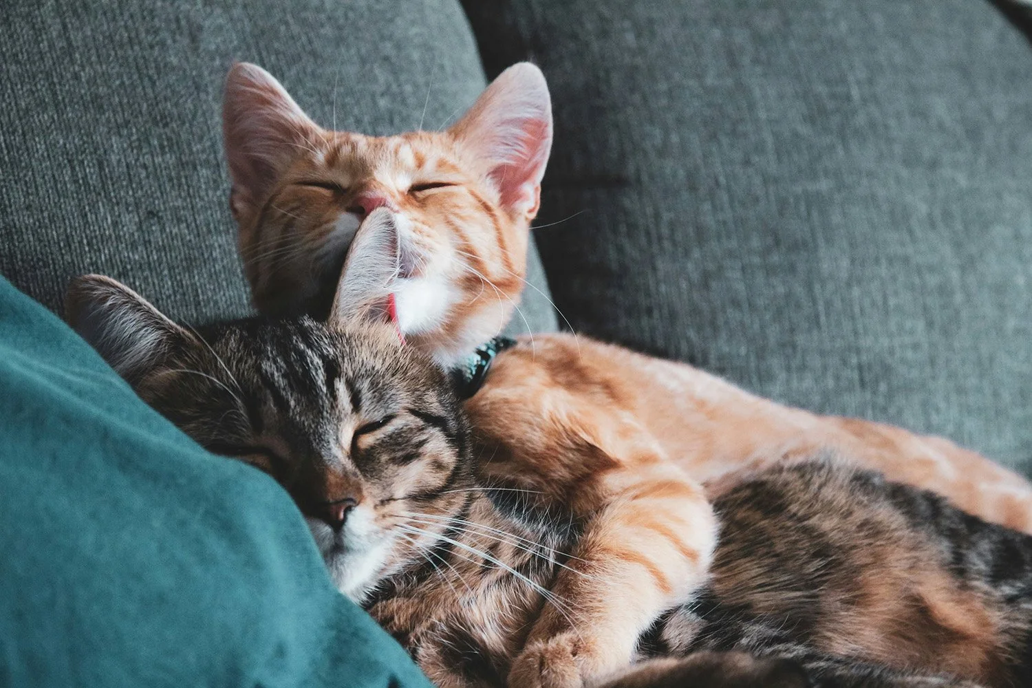 Two cats cuddling and sleeping on a dark gray couch, one orange tabby and one gray tabby.