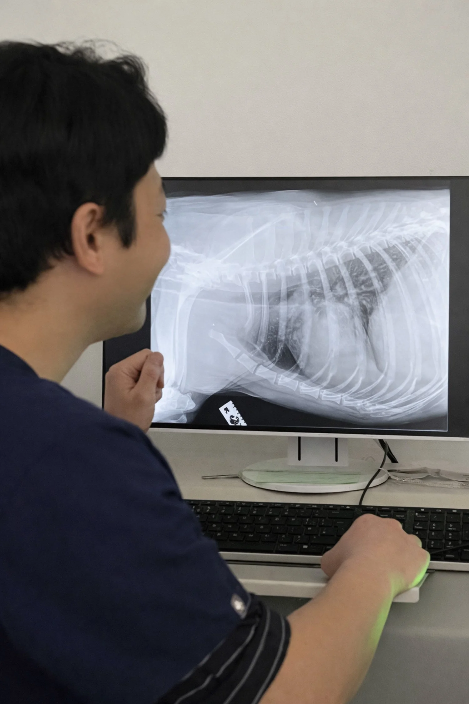 A man looking at an X-ray of a dog on a computer screen.
