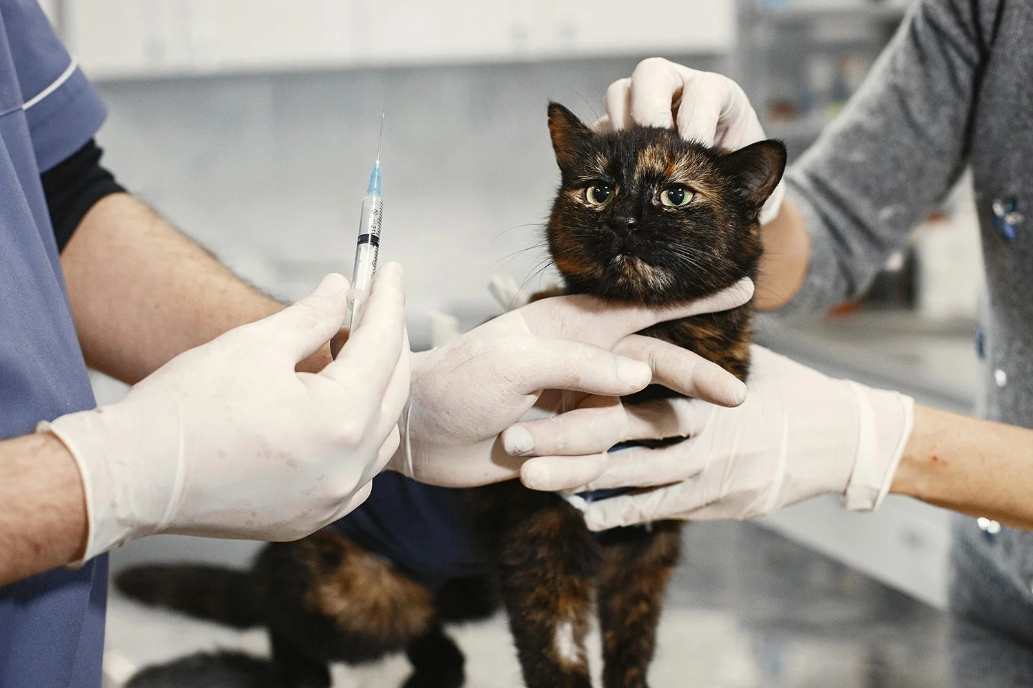 Veterinarians administering a vaccination to a tortoiseshell cat at a veterinary clinic.
