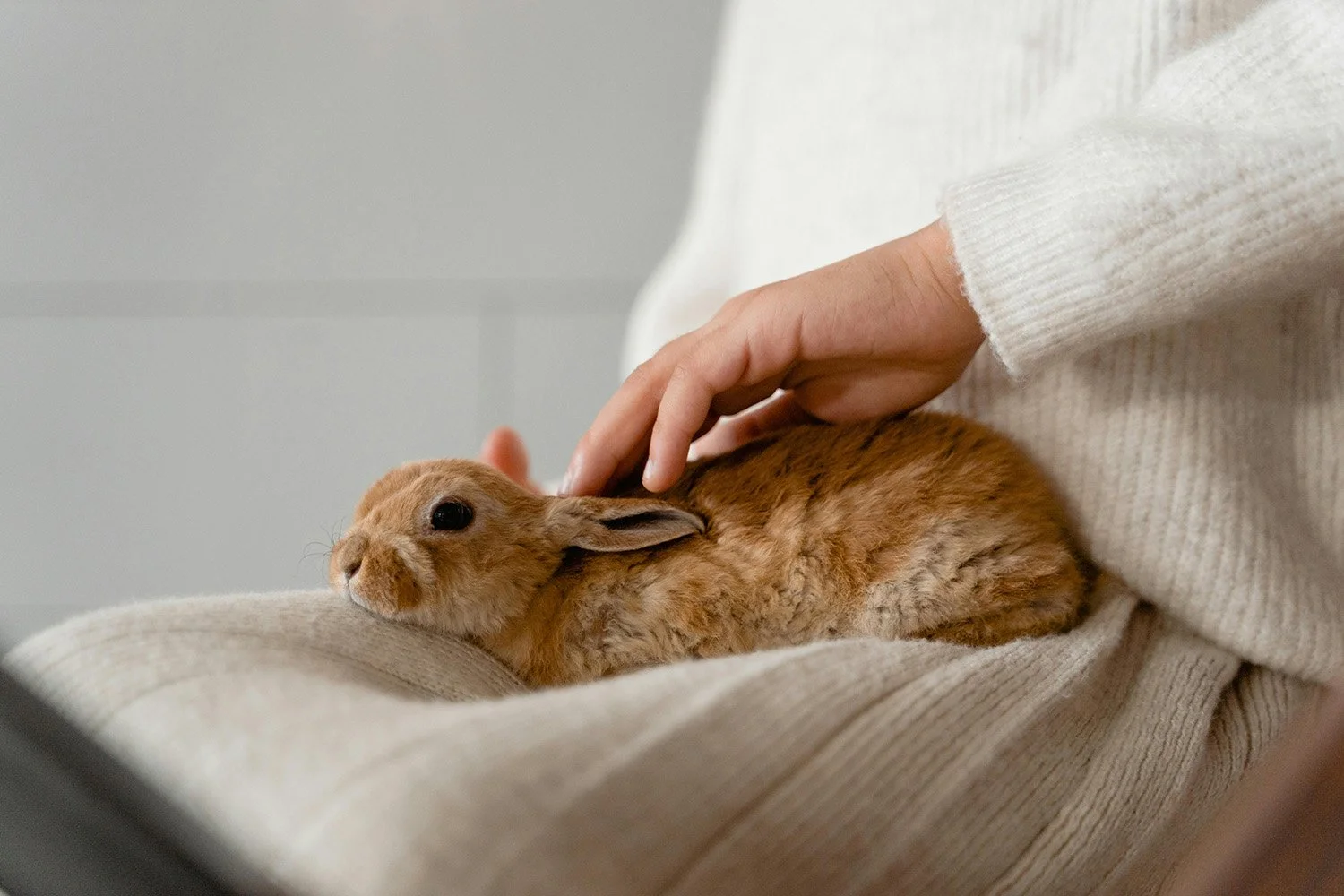 A person in a white sweater gently petting a small, brown rabbit resting on their arm, with a plain light-colored wall in the background.