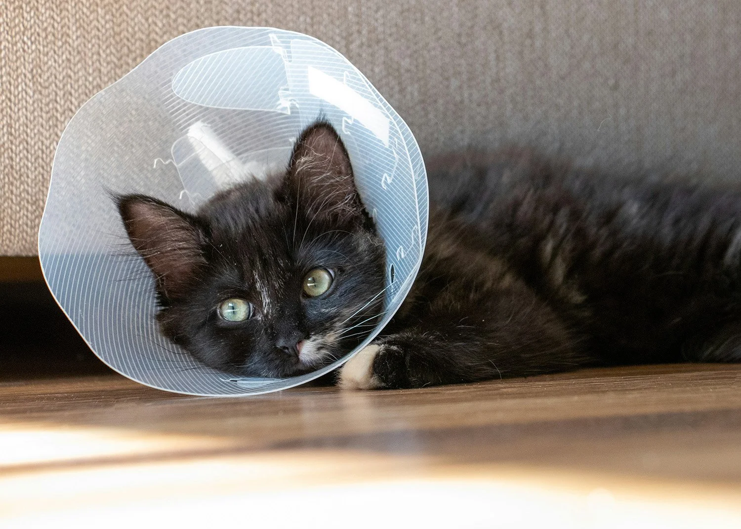 Black and white cat lying on the floor wearing a plastic cone collar.