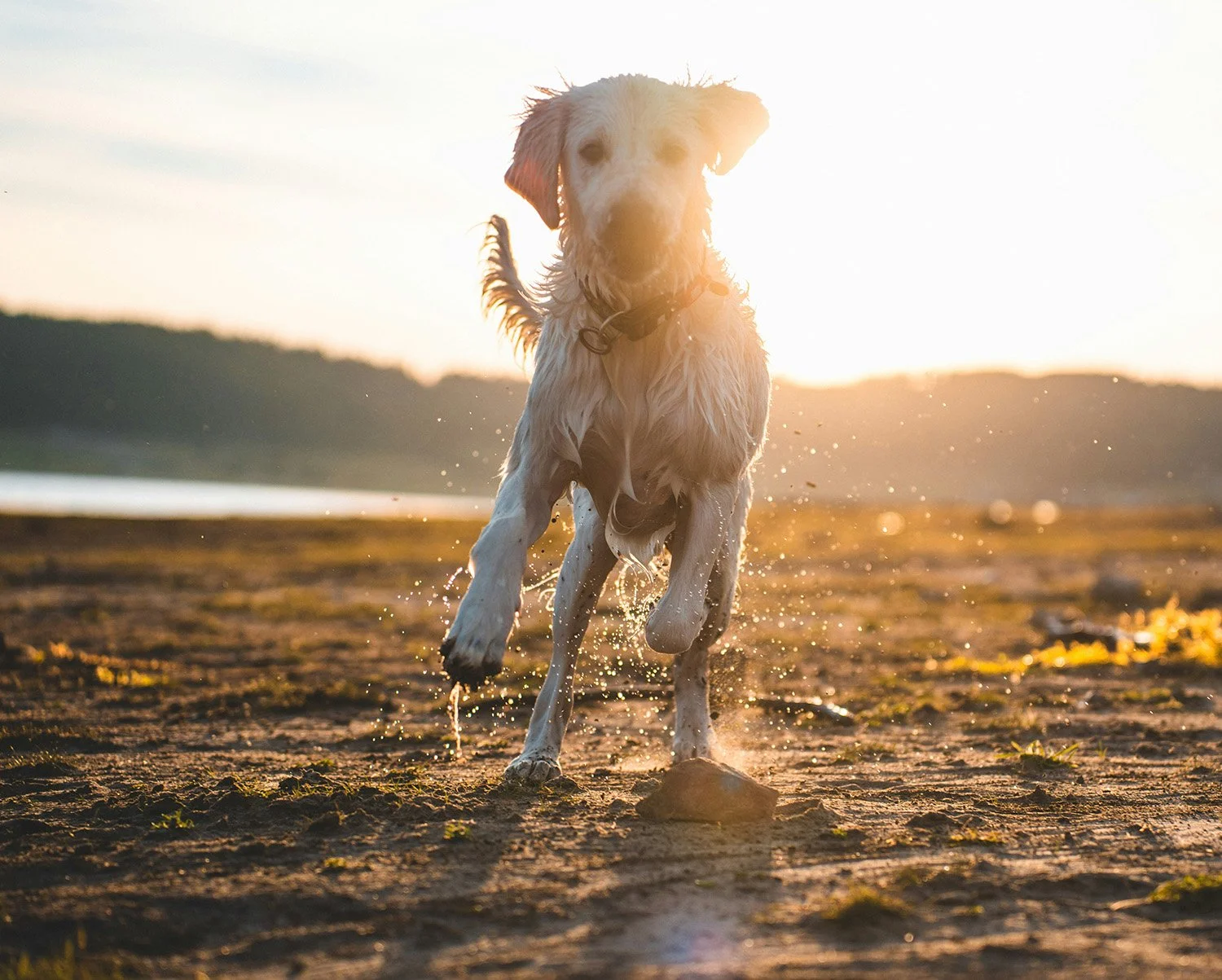 A dog running on a beach during sunset, kicking up sand and water.
