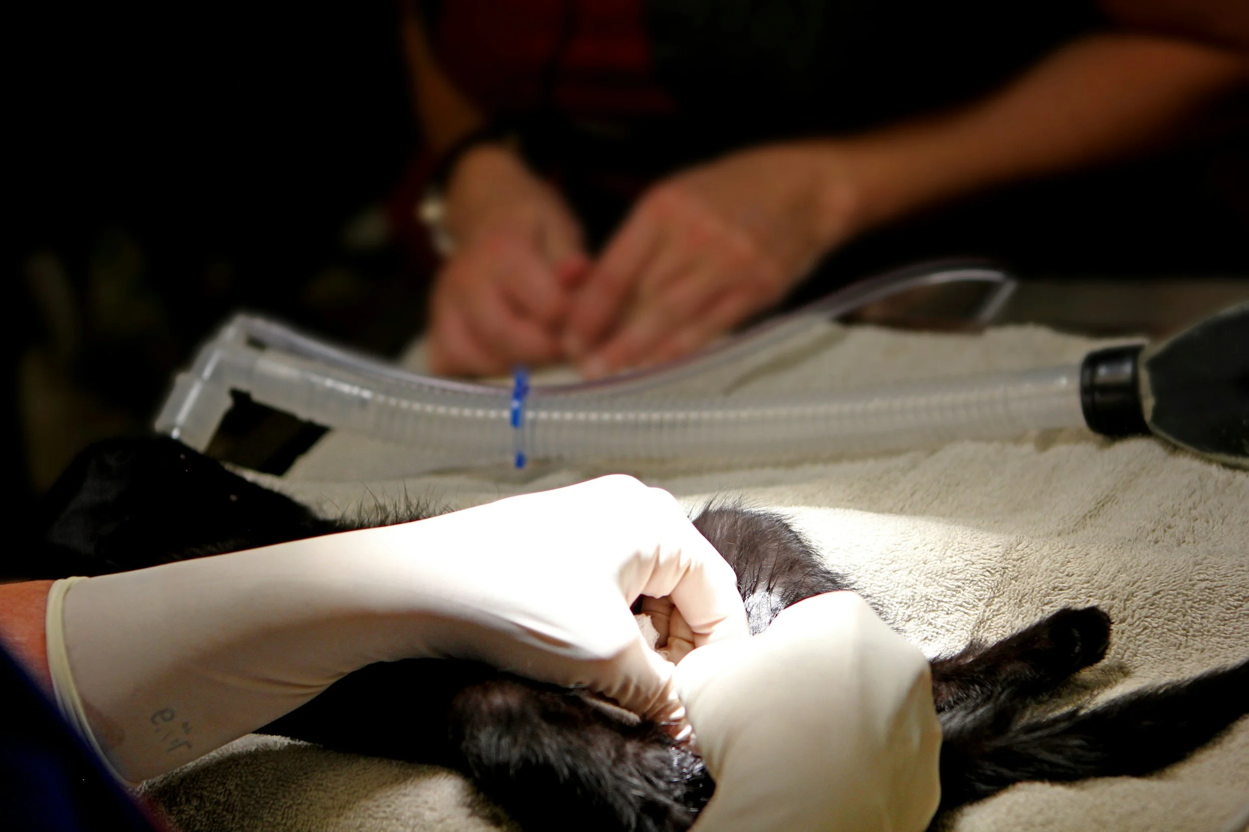 A veterinarian in gloves is examining a small black puppy lying on a towel, with a person in the background watching.