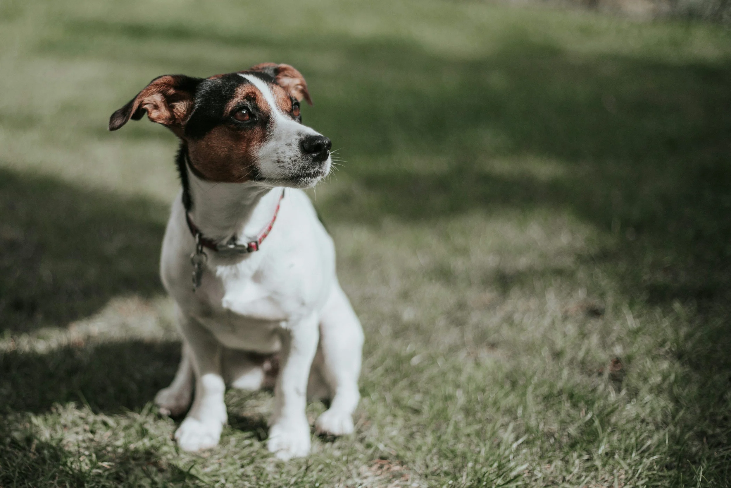 A small dog with a white body and brown and black patches on its head, sitting on the grass, looking to the left, wearing a red collar.