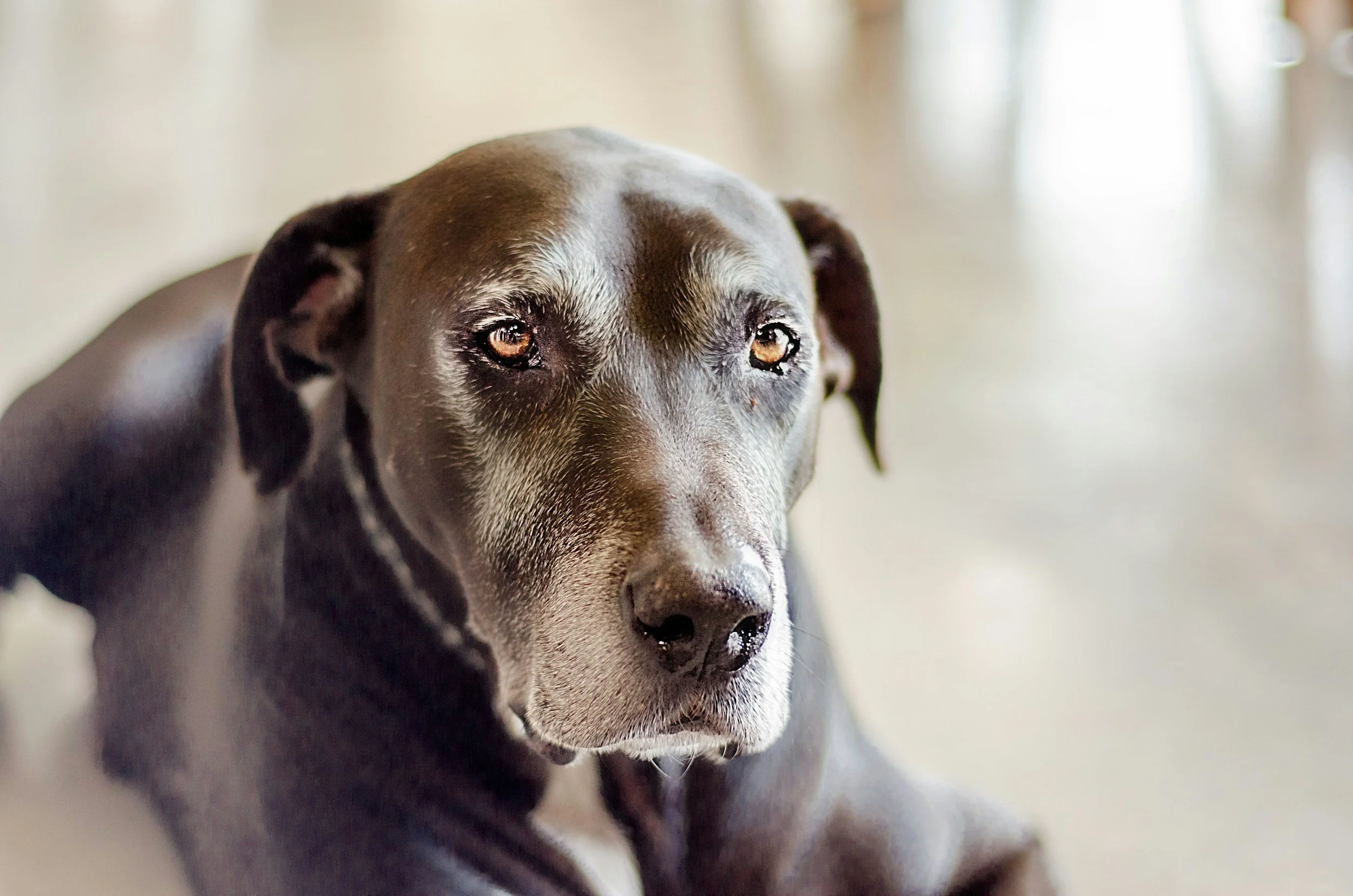 Close-up of a black Labrador Retriever dog with expressive eyes, looking at the camera indoors.