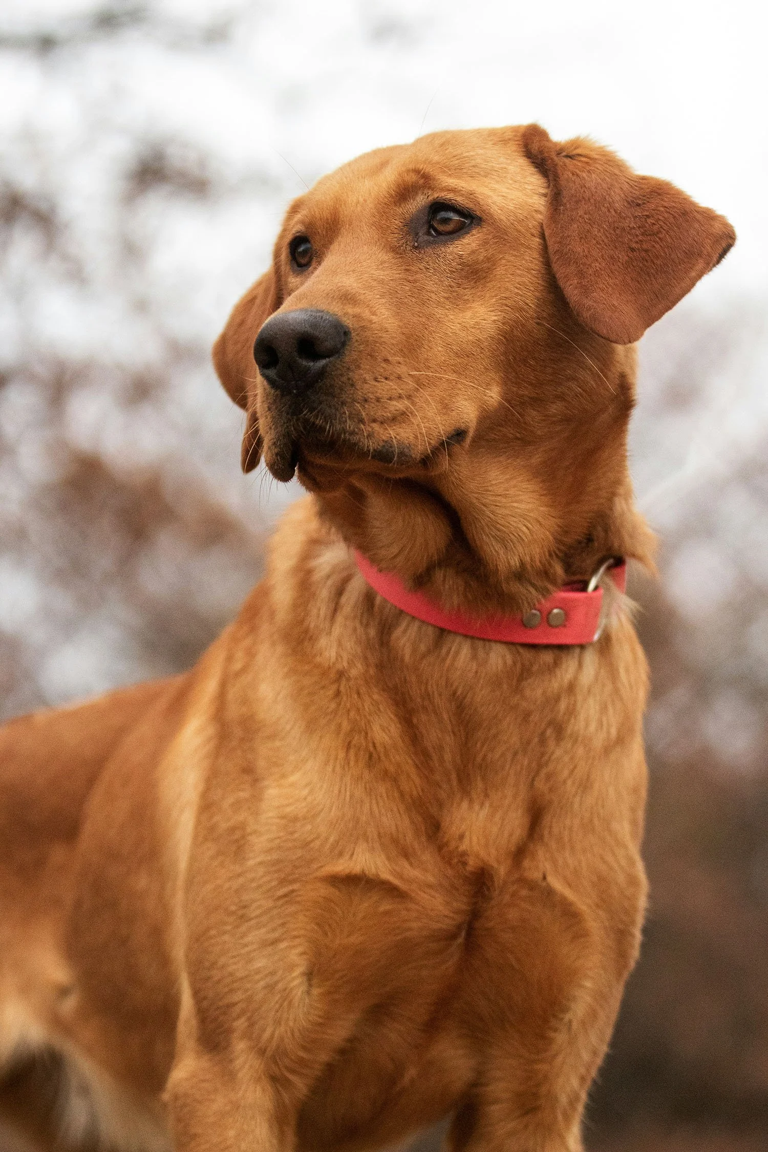A close-up of a brown dog with a pink collar, outdoors, looking off to the side.