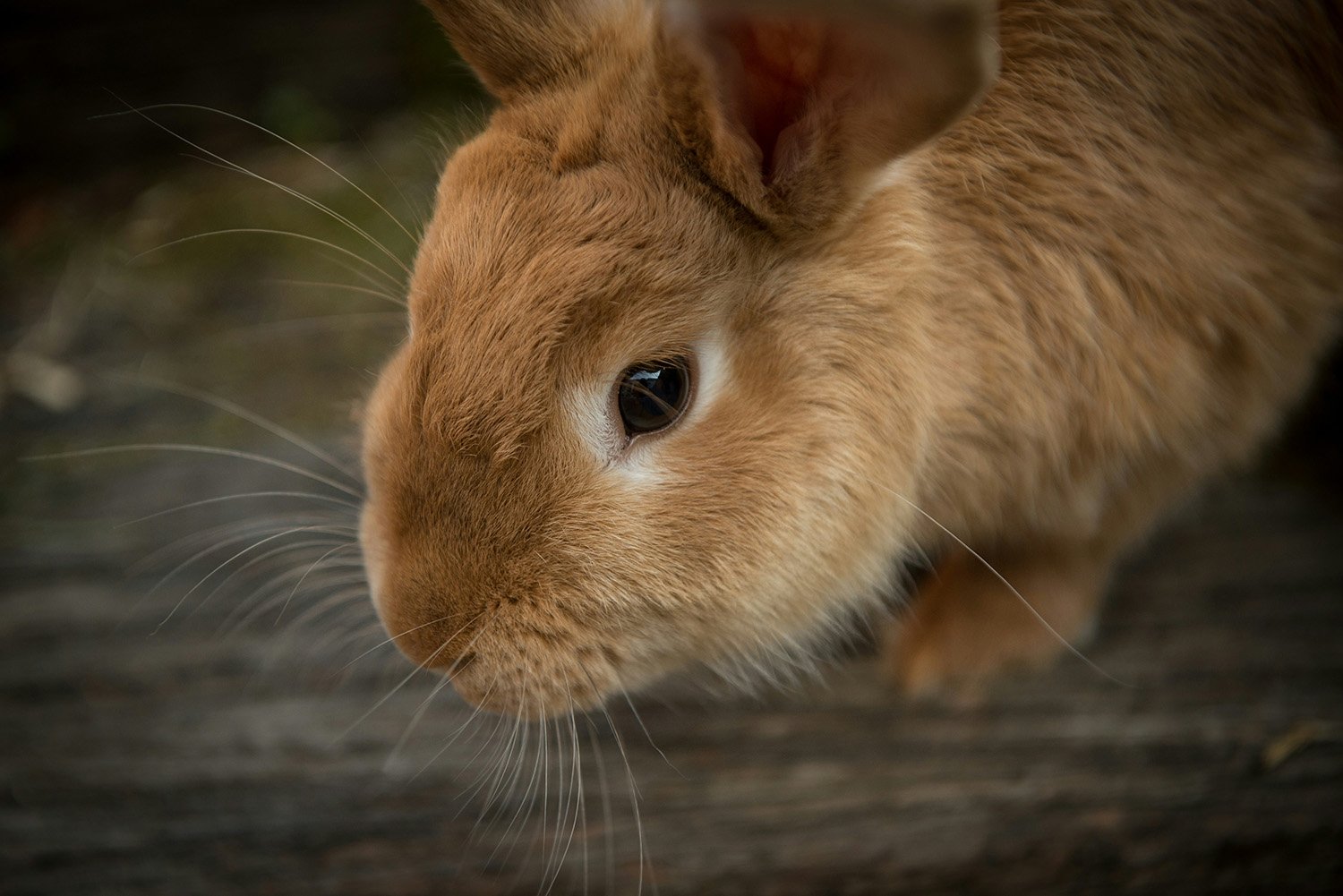 Close-up of a tan rabbit with dark eyes and long whiskers, resting on a dark surface.